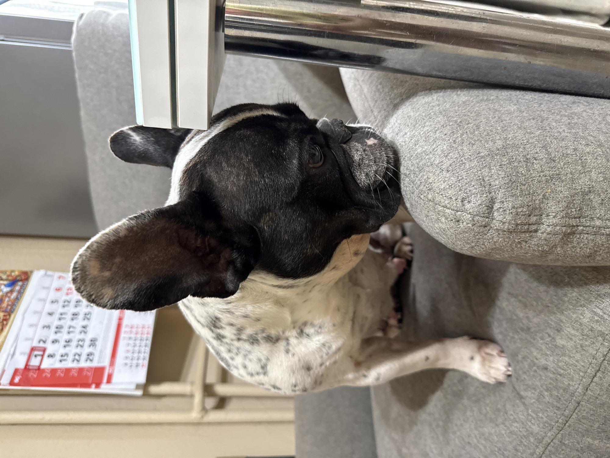 A black and white French Bulldog is resting indoors on a gray fabric sofa or cushion. The dog's head is positioned towards the left of the frame, looking upwards and to the right, partially obscured by a metallic bar, which appears to be part of a piece of furniture like a table or chair. Another white, rectangular furniture element with a light blue edge is visible above the dog's head.
The French Bulldog has distinctive black fur on its head and ears, with a white blaze on its forehead. Its body is predominantly white with numerous small black speckles and spots. Its front paws are visible, resting on the textured gray upholstery of the sofa. The overall setting suggests a comfortable, domestic environment.
In the background, to the left of the dog, a calendar page is visible, showing a grid of numbers representing dates. The OCR of the calendar reveals numbers such as "1, 2, 3, 4, 5, 6, 7," followed by "8, 9, 10, 11, 12, 13," then "15, 16, 17, 18, 19," and further down "22, 23, 24, 25," concluding with "29, 30." The number "1" is prominently highlighted within a red square, and other dates, specifically "24," also appear in red. The scene captures a quiet moment, likely during daytime, in what could be a home in Pleven, Bulgaria.