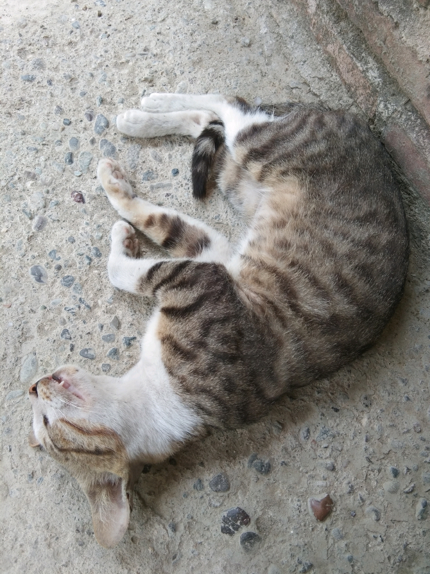 A tabby cat is sleeping curled up on a concrete surface in Karangsambung, Indonesia. The cat is lying on its side with its head tilted back and its mouth slightly open, revealing its teeth and tongue. Its paws are tucked in towards its body. The concrete surface appears to be outdoors, with small pebbles and some debris scattered across it. To the right of the cat, a brick wall is visible. The lighting suggests it is daytime.