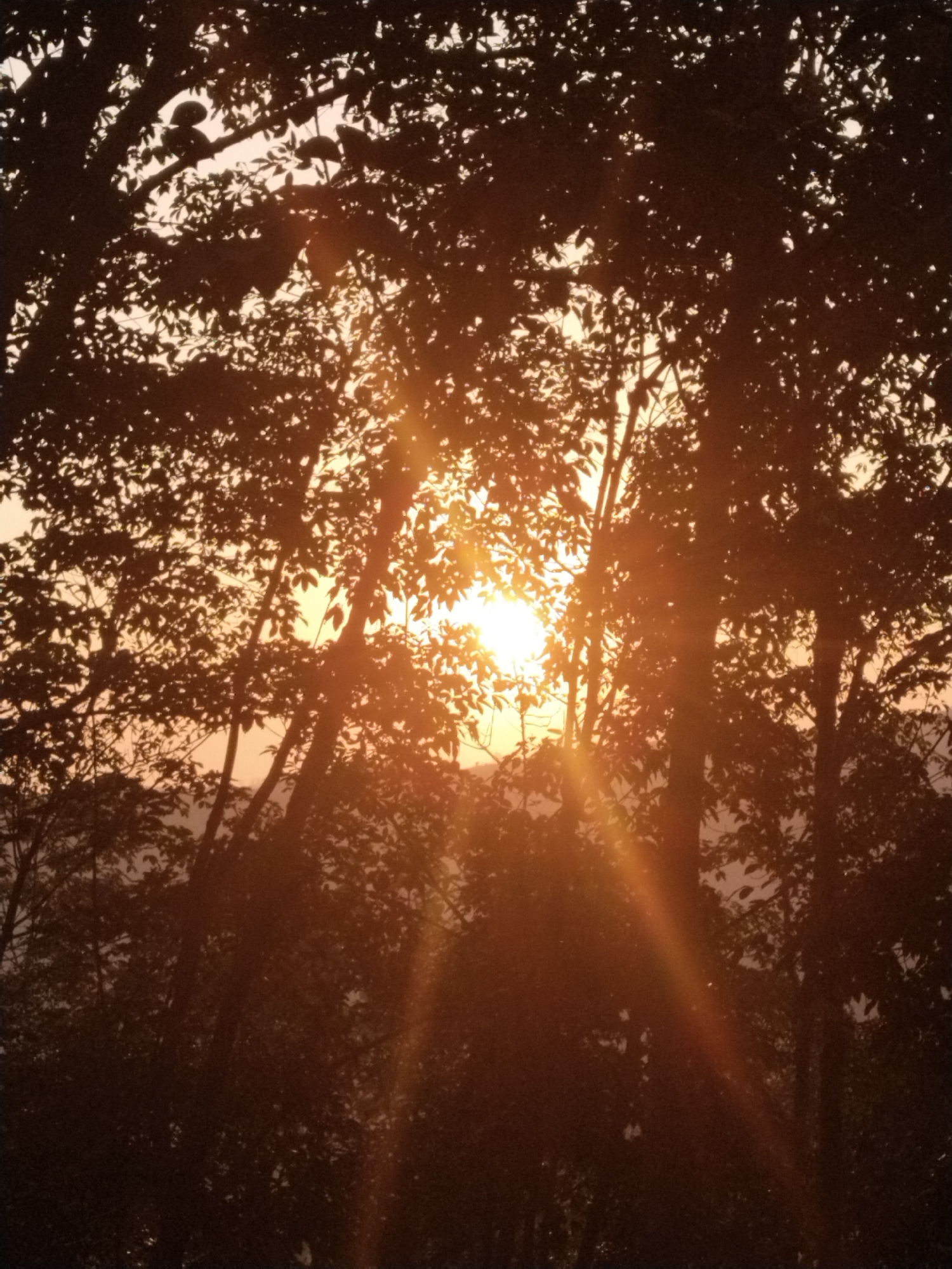 The image depicts a natural outdoor scene in Kadipiro, Indonesia, during either sunrise or sunset. The primary light source, the sun, is positioned in the upper-middle left portion of the frame, partially obscured by a dense canopy of silhouetted trees. The sky directly around the sun is bright white-orange, transitioning to a softer pale orange and yellow across the visible background. Multiple distinct sun rays, presenting as linear streaks of yellow and orange light, emanate from the sun's position and extend diagonally downward into the lower right quadrant of the image, indicating direct lens flare. The foreground and midground are dominated by the dark, almost black, silhouettes of numerous trees and their foliage. Individual leaves and branches are discernible against the brighter sky. Below the main tree line, a faint, dark, undulating horizon suggests distant topographical features. No human subjects, animals, or discernible man-made structures are present in the frame.