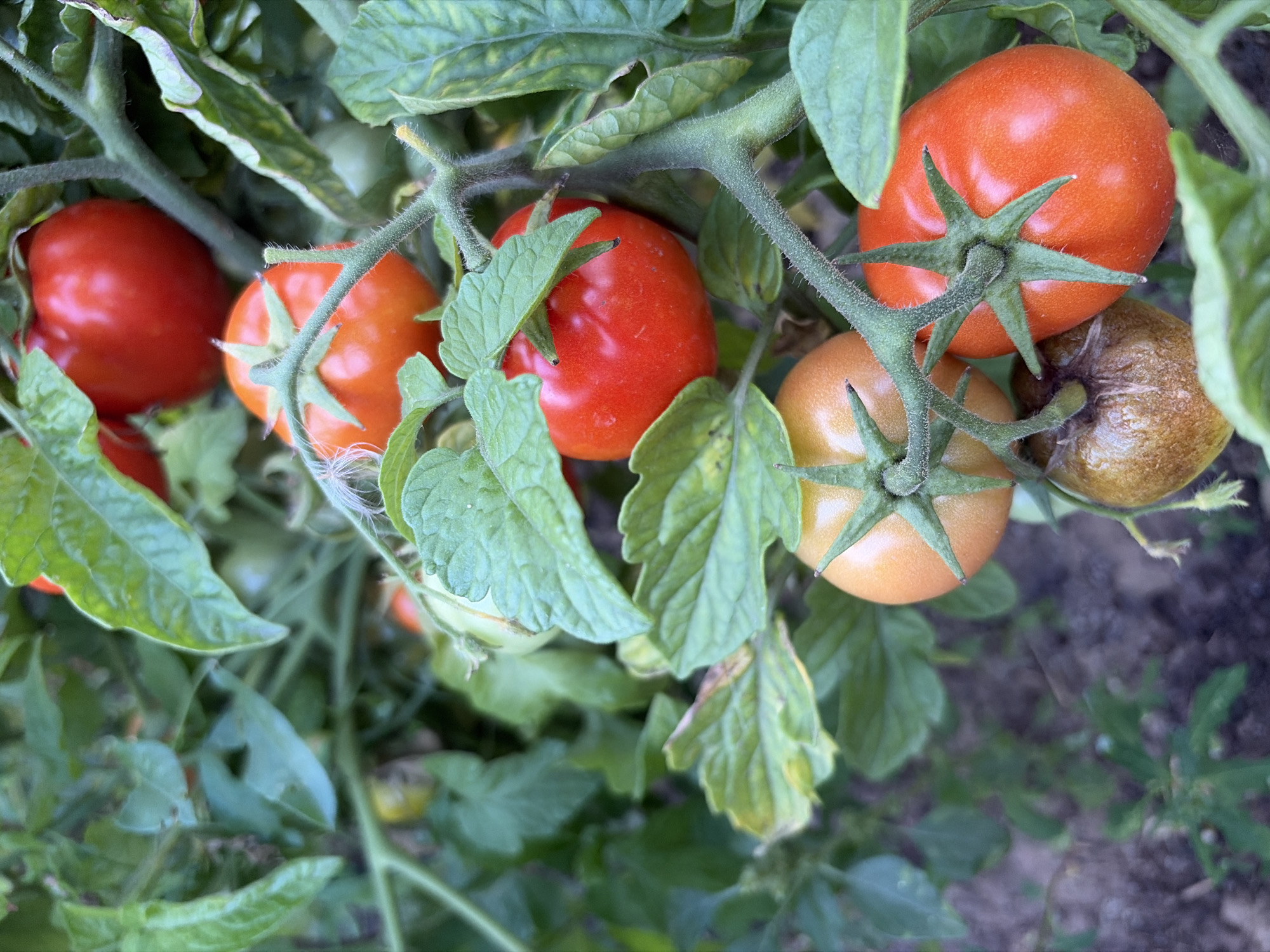 A close-up, eye-level shot captures a cluster of ripe and ripening tomatoes on the vine, nestled among vibrant green leaves. The tomatoes vary in color from deep red to orange, with some showing hints of yellow. The foreground is dominated by several tomatoes, with their green calyxes clearly visible. The stems and branches of the tomato plant are also prominent, covered in fine hairs. The background is softly blurred, suggesting a garden setting with soil and more foliage visible. No people are present in the image, and no specific location in Vysokaya Gora, Russia, can be identified from the visual information provided.