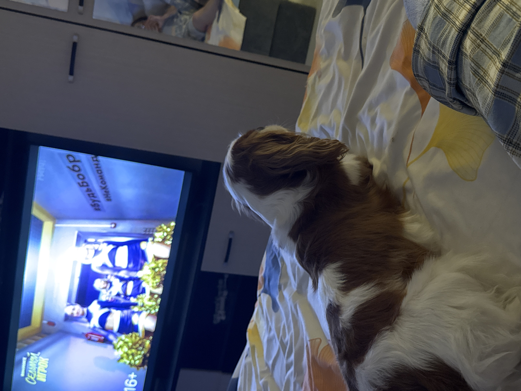 In an indoor setting, a domestic dog, a Cavalier King Charles Spaniel, lies on a bed with white and patterned bedding. The dog, predominantly brown and white, faces away from the camera, looking towards a television screen mounted on a wall. The television displays an image of three young women in cheerleading outfits holding pom-poms, with text overlays indicating "Седьмой Игрок" (Seventh Player), "16+", "#БудьБобр" (#BeBeaver), and "#ВКоманде" (#InTheTeam). To the right of the television, a closet door with a reflective surface shows a partial reflection of a person. The environment appears to be a bedroom.