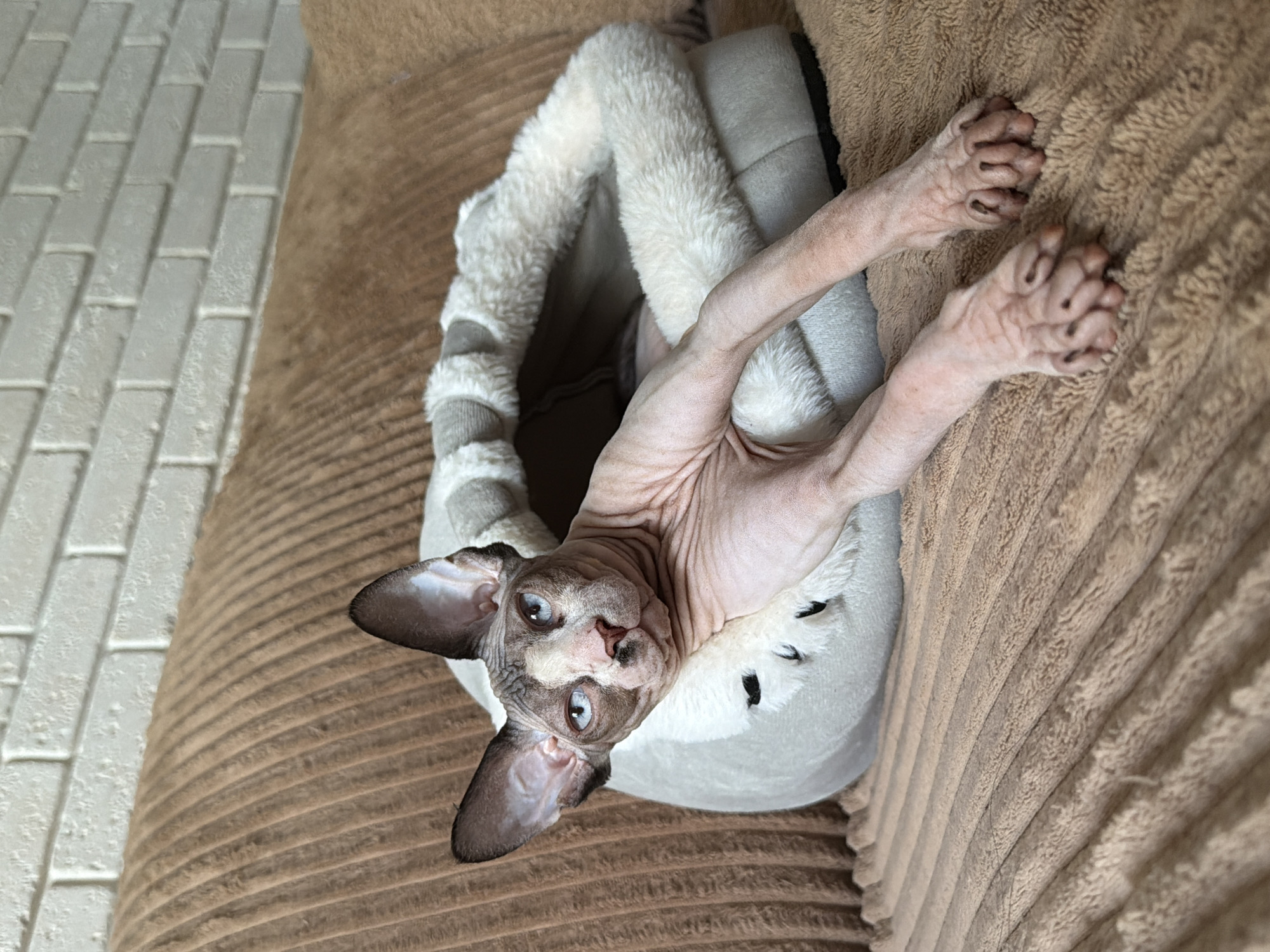 A bald cat with blue eyes and a grey and white coat is lying in a fluffy cat bed on a brown, ribbed couch. The couch is placed in front of a white brick wall. The cat's paws are extended forward and resting on the couch.