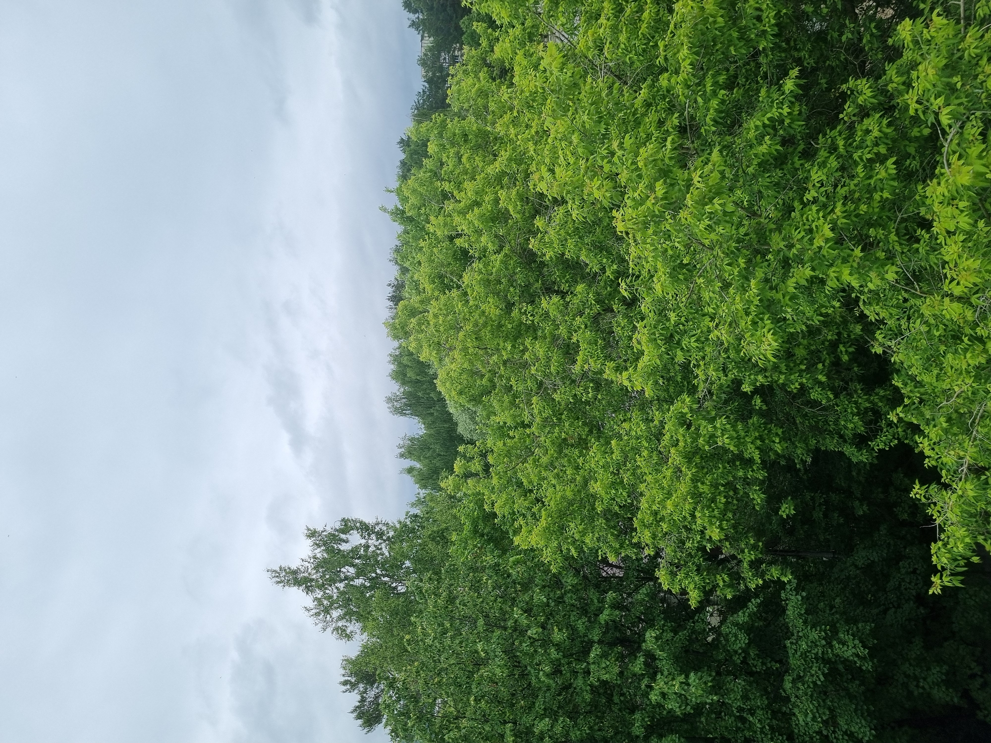 The image displays an elevated perspective over a dense canopy of deciduous trees situated under an overcast sky in the city of Chaikovsky, Russia. The sky occupies the upper approximately 40% of the frame, characterized by light to medium grey, diffuse cloud cover, with several tiny dark specks, consistent with distant birds, visible. The lower approximately 60% of the frame is dominated by a rich assortment of green tree foliage. The trees in the foreground and midground are vibrant and full, exhibiting a spectrum of green tones ranging from bright lime green on the right to darker, deeper greens on the left and lower areas. A prominent tree, potentially a birch, is visible in the mid-left with a distinct crown shape. In the far background, on the right side, the faint outline of a building or architectural structure is discernible through the trees and against the horizon, indicating an adjacent developed area. The scene is lit by soft, diffused daylight, consistent with an overcast condition, resulting in an absence of strong shadows. No human individuals or clearly identifiable ground animals are present within the frame.
