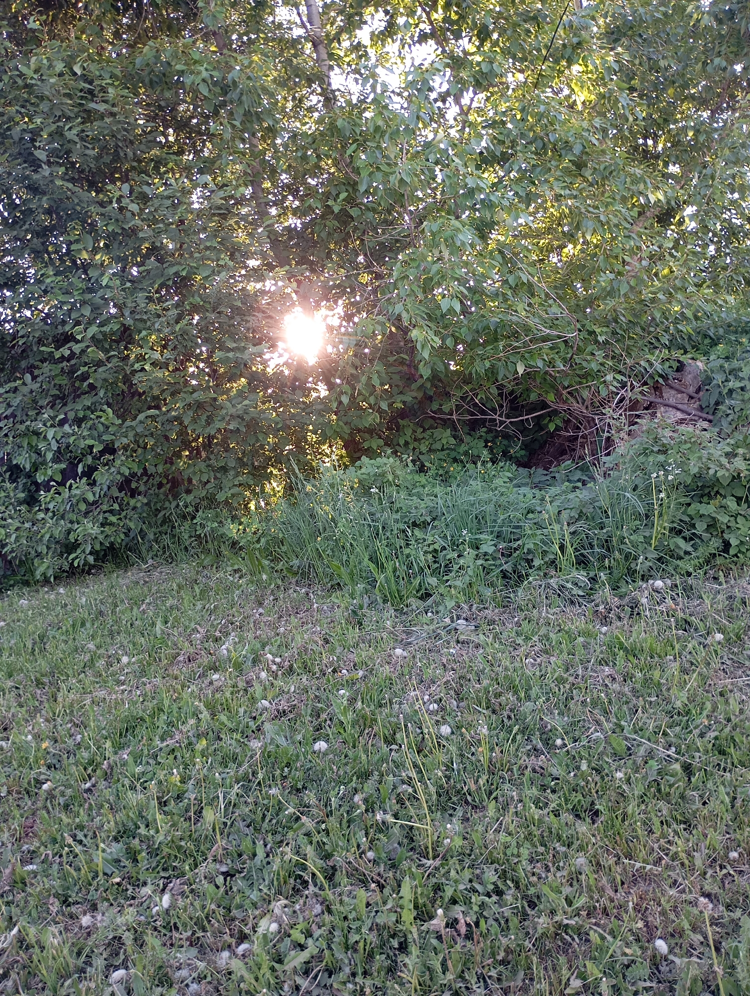 The image depicts an outdoor scene with a grassy area in the foreground. The grass is interspersed with dandelions. In the background, there is dense foliage, including trees and bushes. Sunlight shines through the trees, creating a bright spot in the center. The location is a natural area with wild vegetation and tall grass. There is no evidence of a city or specific location. There are no people or animals visible. The scene is static.