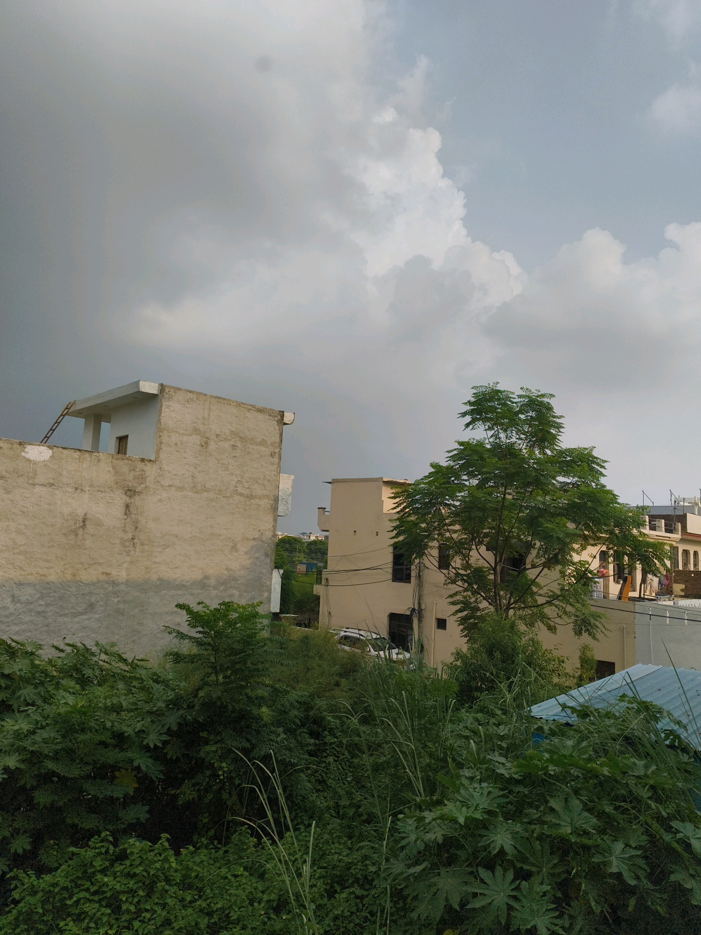 The image depicts a cloudy sky over a residential area in Mohali, India. In the foreground, dense green foliage, including large-leafed plants and tall grasses, dominates the lower portion of the frame. Behind the vegetation, several buildings are visible. On the left, a partially constructed building with a light-colored facade and a white-capped roof is prominent. A ladder leans against the side of this building. To the right of this structure, a tree with lush green foliage stands tall, its branches spreading out. Further in the background, other residential buildings with tiled roofs and windows can be seen. Electrical wires crisscross between some of the buildings. The overall atmosphere suggests a possibly overcast or pre-rainy day.