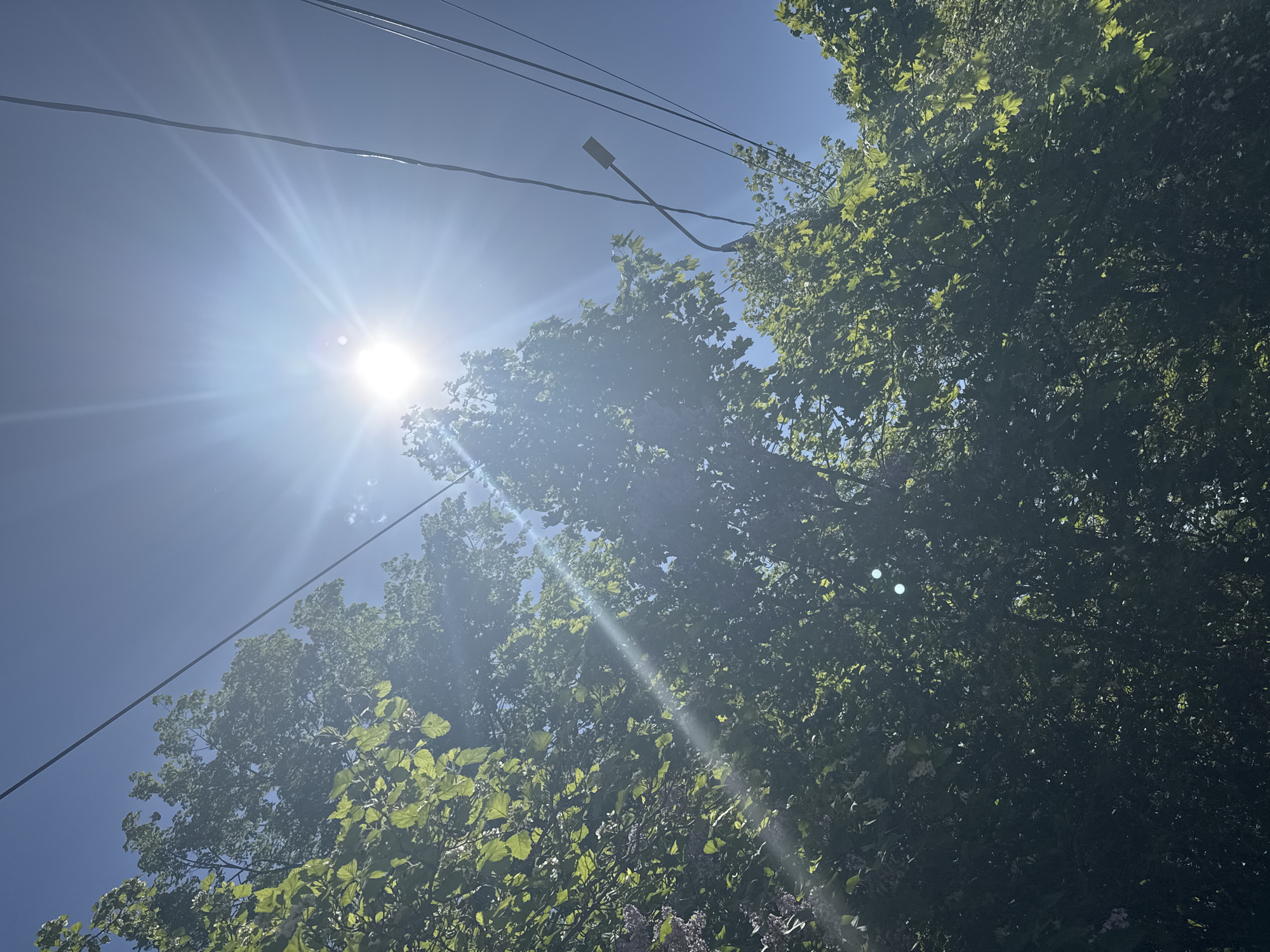 The image shows a bright sunny day with a view looking up into trees and power lines. The sun is shining intensely in the upper left, causing glare. The trees are dense with green leaves, and a few purple flowers are visible at the bottom. There is a street light, likely. The location, Shevlyakovo, Russia, cannot be corroborated from the image.
