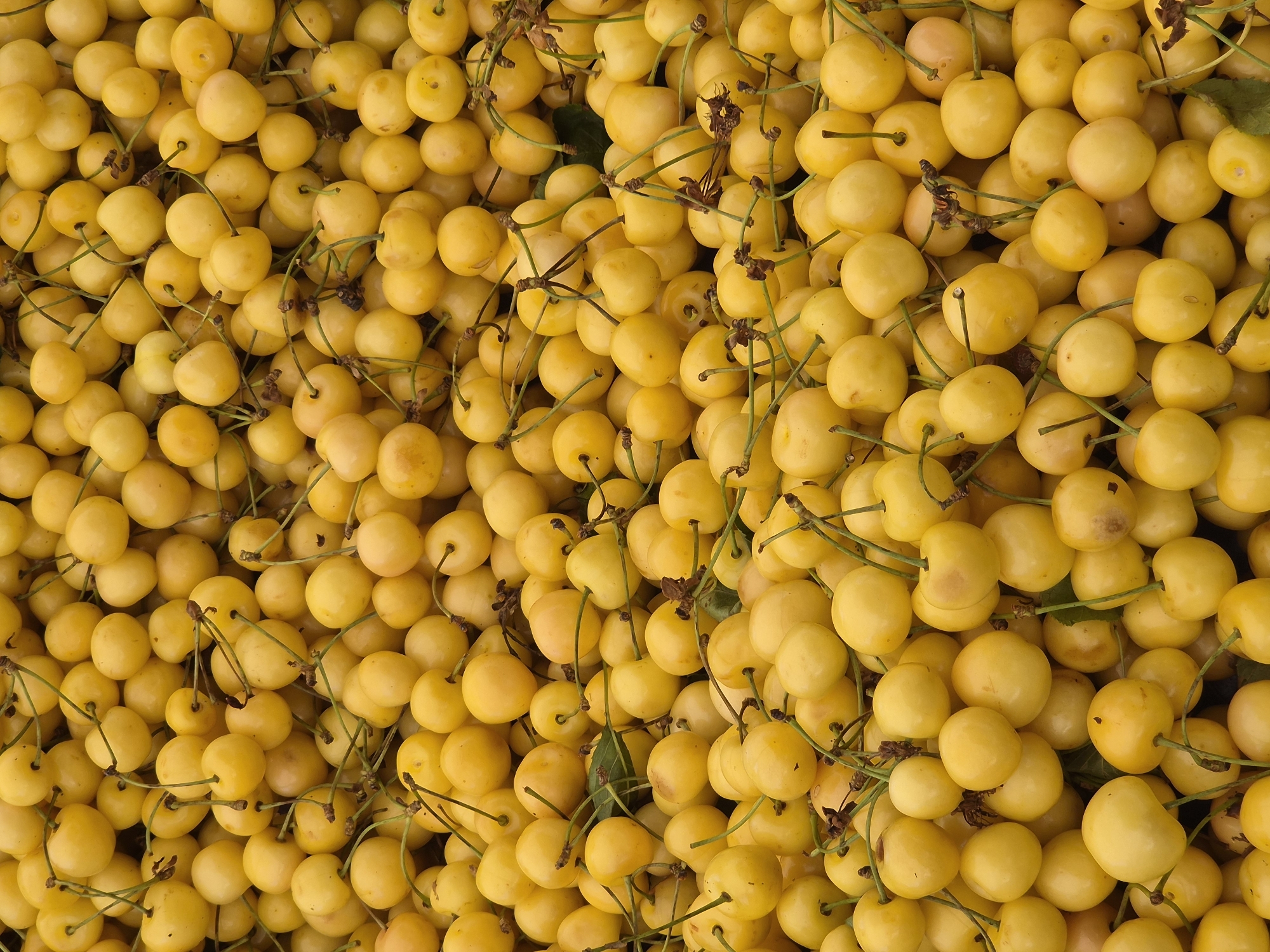 A high-angle, close-up shot displays a dense pile of ripe, yellow cherries. The fruits are round with a smooth, slightly glossy skin, and many retain their thin, green stems, some of which are still attached to small brown dried leaves. The cherries are tightly packed, creating a textured surface with subtle variations in lighting and shadow that highlight their spherical forms. The overall impression is one of abundance and freshness. The image is a still life with no discernible human presence or activity. This scene could be a close-up of a fruit stall in Maltepe, Turkey, where fresh produce is commonly sold.