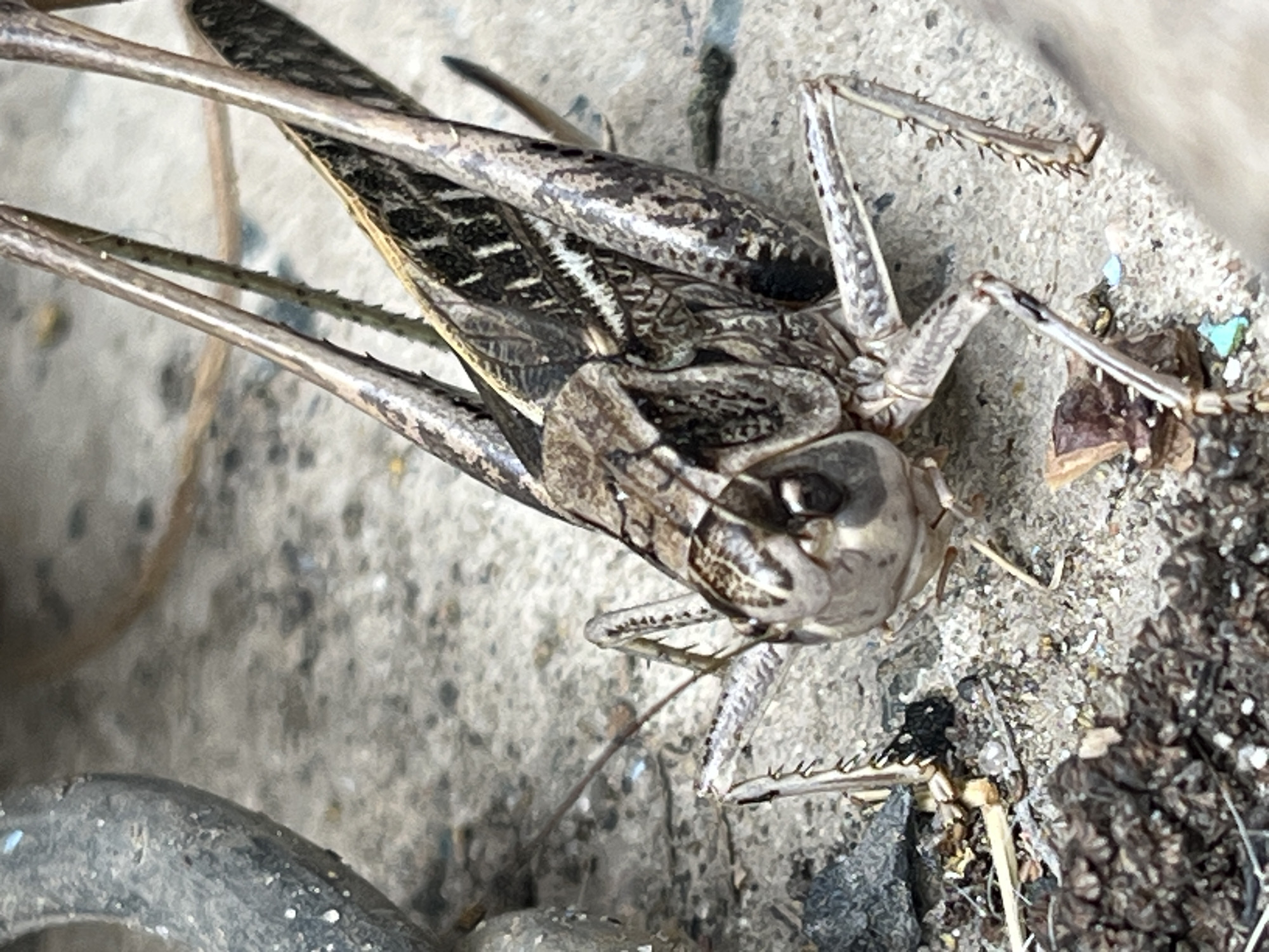 This image shows a close-up, angled view of a deceased grasshopper resting on a textured, light-colored surface that appears to be concrete or stone. The grasshopper is predominantly brown and gray, with intricate patterns on its body and wings. Its long, spiky legs are visible, some extended outwards. The surrounding surface is speckled with dark and light grains, suggesting it is an outdoor environment with dirt and debris. A dark, curved object, possibly metal, is visible in the lower left corner of the frame, partially obscuring the grasshopper's legs. The lighting suggests it is daytime, with no clear indications of weather conditions. The scene is static, focusing entirely on the insect and its immediate surroundings. No text is visible in the image.
