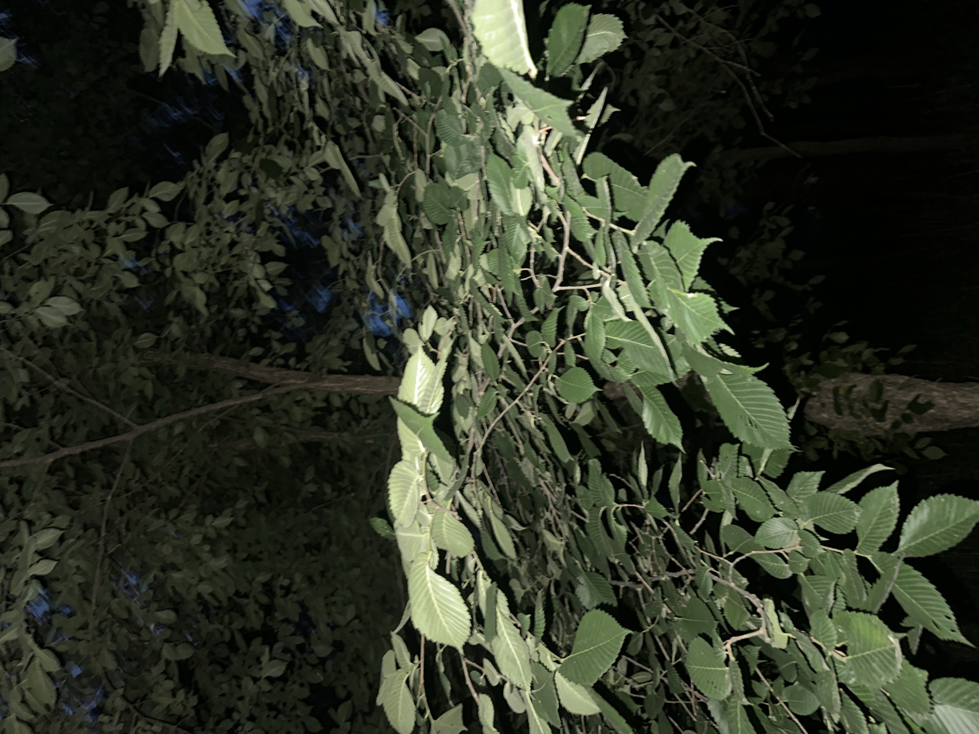The image shows a close-up view of tree branches and leaves against a dark background. The lighting is dim, suggesting it might be nighttime or a heavily shaded area. The leaves are a vibrant green and appear to be healthy, with visible veins and serrated edges. Some branches are thin and winding, while others are thicker and sturdier. The overall impression is one of lush foliage in a natural setting. There are no people or any indication of human activity. The location is described as Unknown, Unknown.