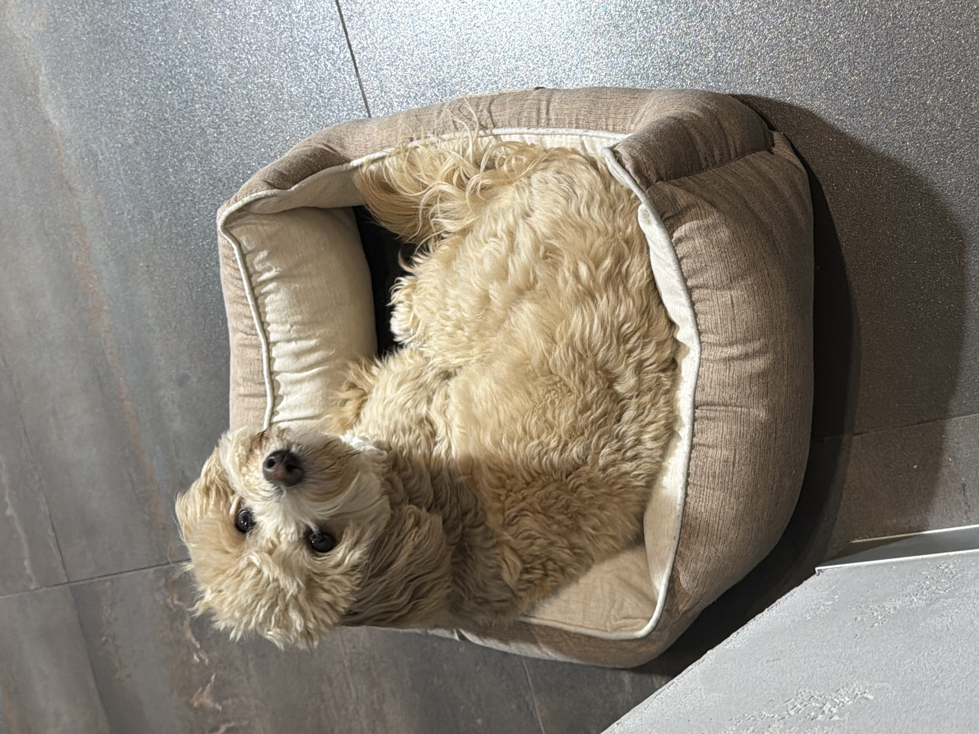 A small, light-tan dog is lying in a rectangular, cushioned dog bed on a gray tile floor. The dog is positioned diagonally within the bed with its head near the bottom-left corner of the frame, and its body filling much of the bed's space. The dog is looking at the camera. The dog bed is light brown with a lighter cream-colored inner cushion. The flooring appears to be indoors. There are no other visible subjects or objects. The location is Arinj, Armenia.