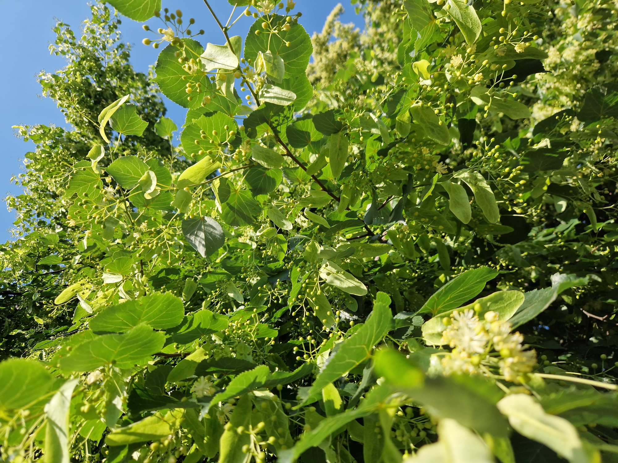 The image depicts a close-up view of a linden tree in bloom, seen from a low angle looking upwards towards the bright blue sky. The foreground is dominated by the tree's foliage, characterized by its heart-shaped leaves and clusters of small, pale yellow flowers and developing fruit. The leaves exhibit a vibrant green hue with visible veins. The flowers, though numerous, are delicate and small, suggesting the early stages of flowering. Small, round, green buds are also abundant, interspersed among the leaves and flowers. In the background, more of the linden tree's branches and flowers are visible, creating a dense canopy. The overall impression is one of lush, natural growth under a clear sky. The specific location in Sofia, Bulgaria is not identifiable from the visual elements present in the image.