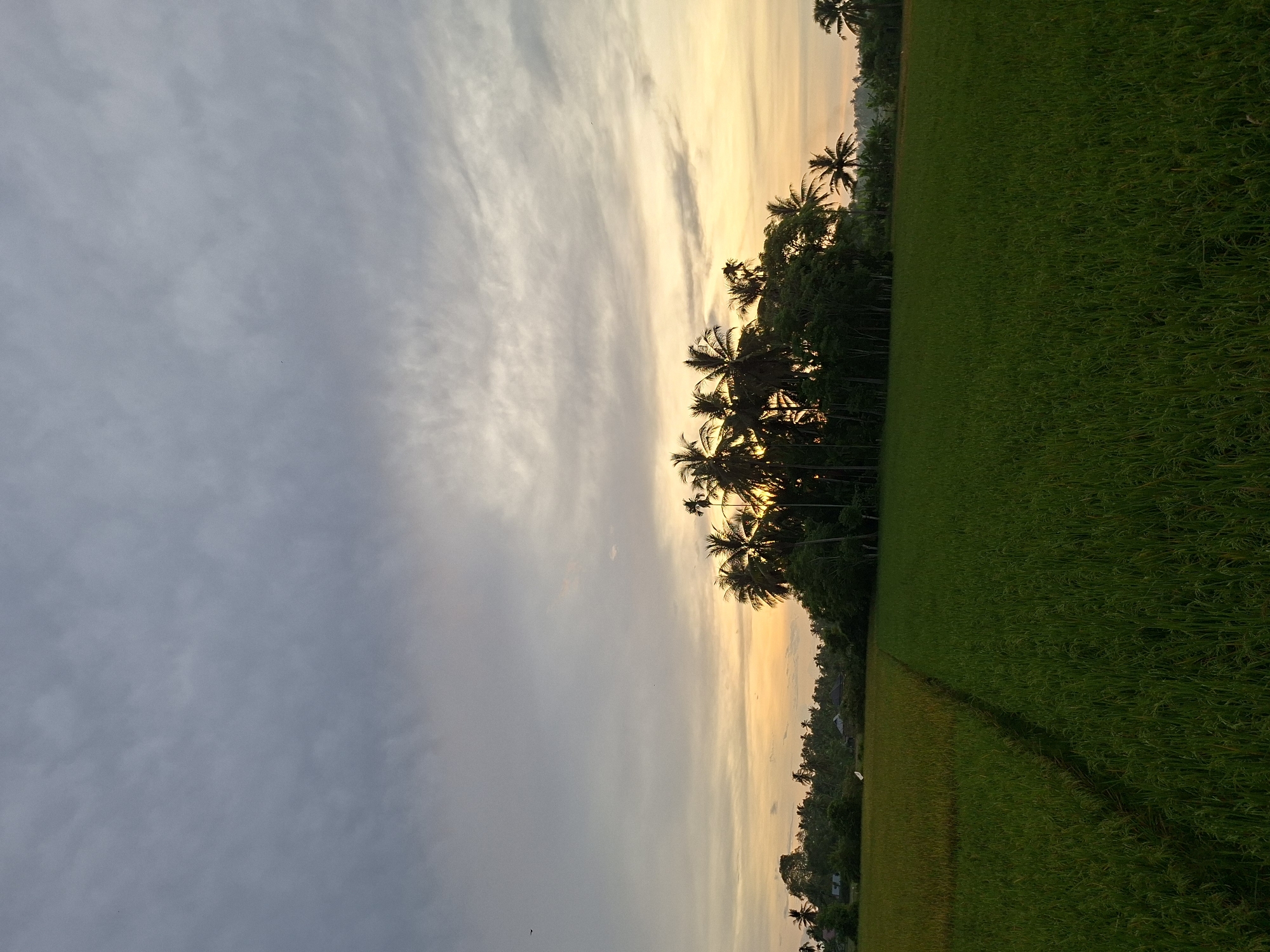 The image depicts a rural landscape at dusk in Meunasahdayah, Indonesia. The foreground is dominated by two adjacent rice fields, one a lighter shade of green and the other a deeper, richer green, separated by a narrow, unplanted pathway. In the mid-ground, a dense cluster of palm trees and other foliage forms a dark silhouette against the brightening sky. Several houses are visible amongst the trees, suggesting a small village. The sky is a gradient of colors, with soft gray clouds transitioning to hues of yellow and orange near the horizon, indicating either sunrise or sunset. A few small birds are visible in the sky. The overall scene is serene and natural, showcasing agricultural land and tropical vegetation.