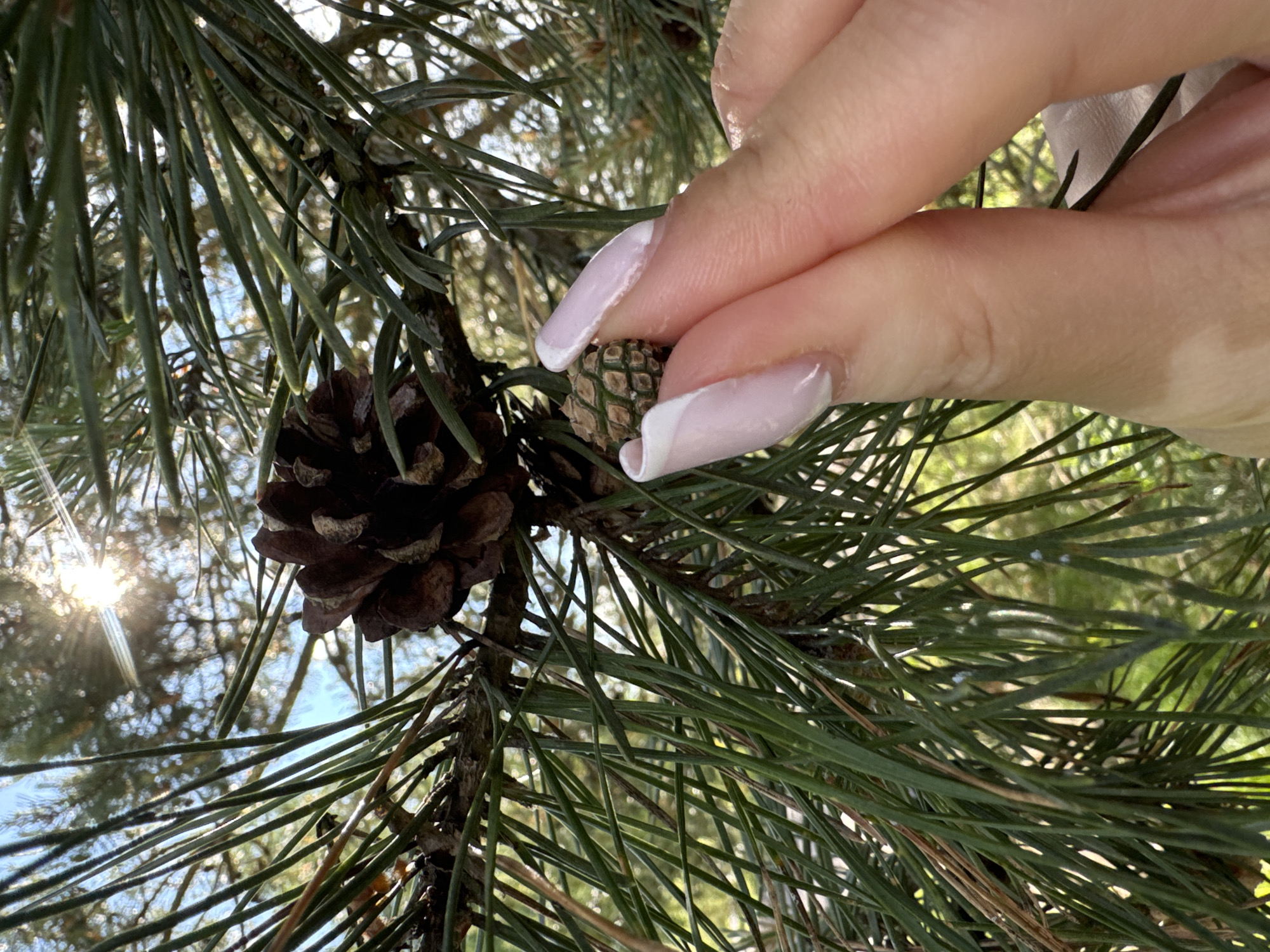 A close-up, upward-facing shot shows a pine tree branch with long green needles and two pine cones. The larger cone is dark brown and open. Next to it is a much smaller, green cone. A light-skinned human hand with manicured nails reaches towards the green cone. Sunlight filters through the branches in the background. The location is Vysokinichi, Russia.