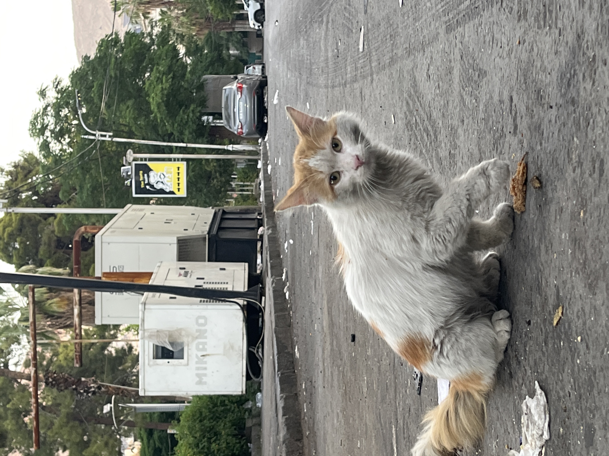 A long-haired cat with white, ginger, and grey/light brown fur sits on a dirty paved surface, looking directly at the camera with an attentive expression. The cat's front paws are raised, one resting near a small, irregular piece of brown debris, possibly food. The scene is an outdoor street or alleyway in what appears to be an urban or semi-urban environment.
In the background, to the left of the cat, are several large, white, industrial-looking units, likely generators or power equipment. One unit prominently displays the word "MIKANO" written vertically on its side. Beyond these units, trees and distant structures are visible.
To the right and further back, a paved road can be seen with several cars, mostly dark-colored, parked or moving in the distance. Above the road, a yellow and black sign hangs from a pole, featuring an image that appears to be an animal (possibly an elephant) and some indistinct text below it. Lush green trees line the street in the background.
The ground is littered with small pieces of debris and detritus. The lighting suggests it is daytime, possibly overcast or late afternoon, with soft illumination and no harsh shadows. The overall setting is consistent with a street scene in Al-Muhajerin Municipality, Syria, characterized by urban infrastructure and visible greenery.