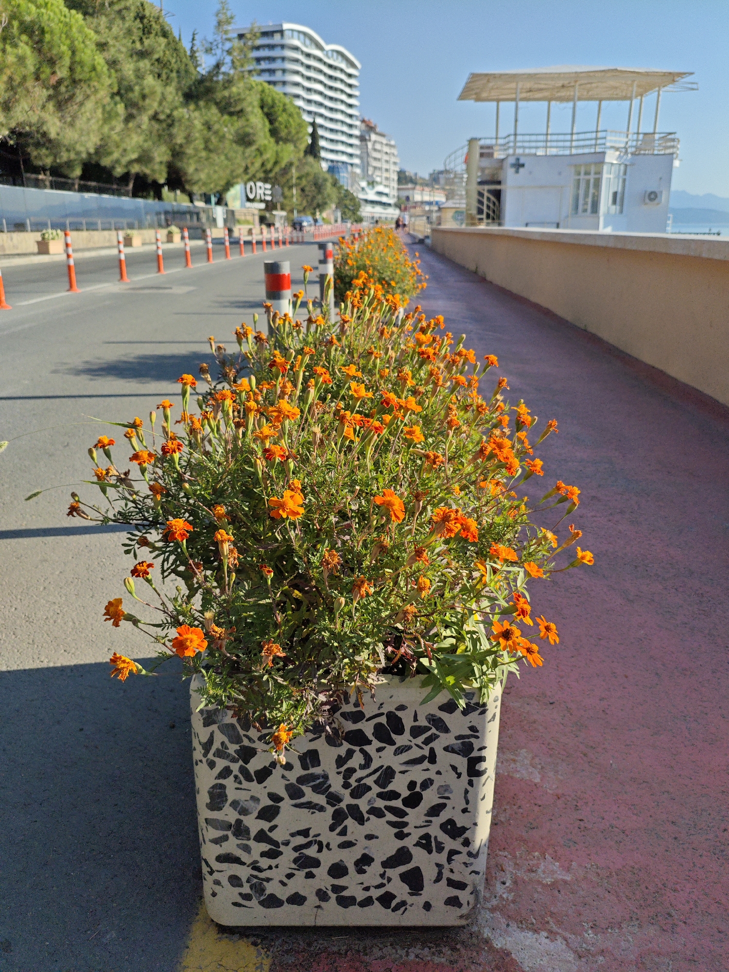 The image depicts a coastal city scene. In the foreground, a large planter box with a black and white speckled pattern holds a dense arrangement of vibrant orange marigold flowers. The planter sits on a paved surface with a yellow and red stripe painted on the edge. Adjacent to the planter is a paved walkway with a reddish-pink hue.
Beyond the planter and walkway, a street lined with traffic cones stretches into the distance. On the left side of the street, trees and a modern multi-story building with curved white balconies are visible. A sign with the word "ORE" is also present. On the right side of the street, a light-colored building with a covered upper level, possibly a lifeguard station or observation deck, stands against a clear blue sky. The sea is faintly visible in the background. The scene is illuminated by bright sunlight, casting shadows on the pavement. No people are clearly discernible in the image, though there may be indistinct figures in the distance. The city appears to be Alushta, Ukraine, based on the user's prompt.