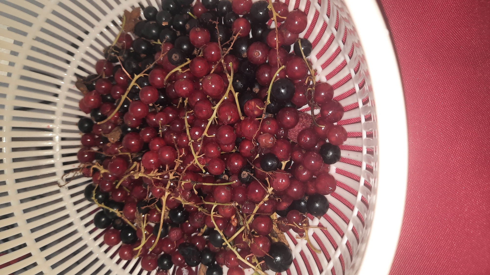 A white plastic colander filled with red and black currants sits on a red textured surface. The colander is partially visible from a top-down perspective, with the red currants being more numerous than the black ones. The currants are still attached to their stems in many places. The background of the colander shows vertical white slats.