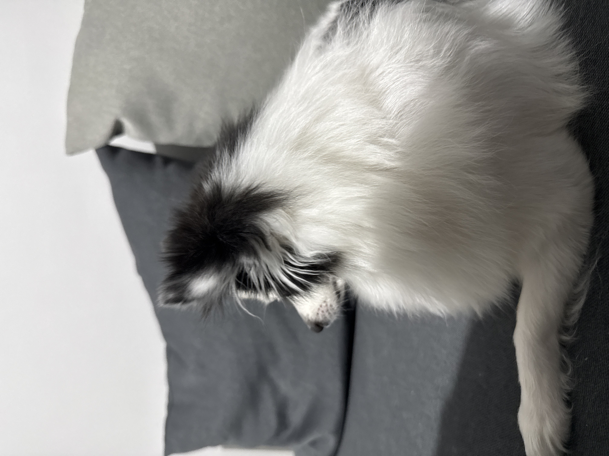 A black and white dog is laying on a gray sofa between two gray pillows. The background is a white wall. There is no indication of the location being Stara Zagora, Bulgaria.