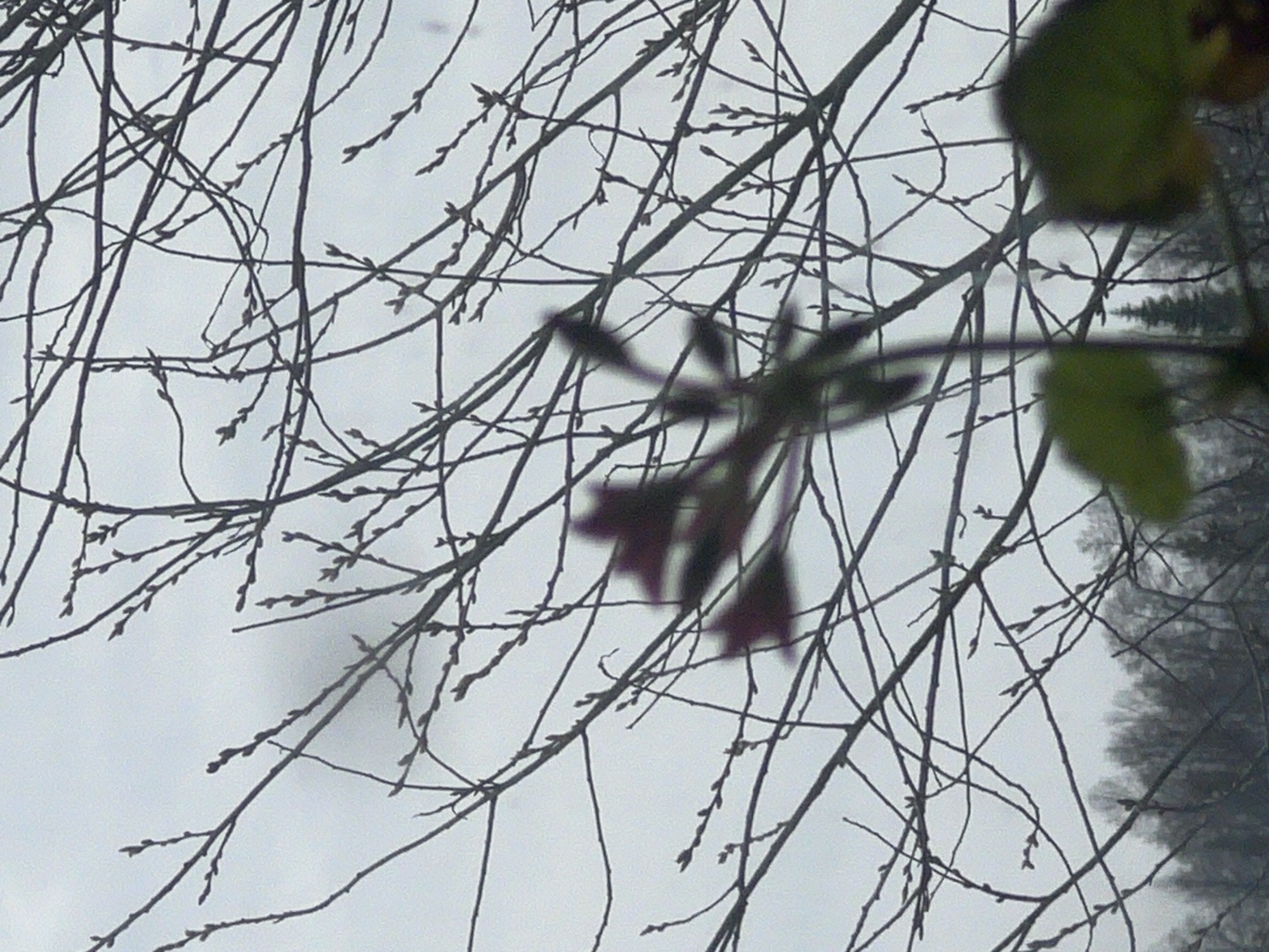 The image captures a scene dominated by bare tree branches silhouetted against a grey, overcast sky. A few leaves are visible in the top right corner of the frame. A cluster of blurred, reddish-purple flowers or foliage is also present in the center of the image. In the background, a dark treeline can be discerned through the branches. There is no evidence of people in the image. The location is claimed to be Krasnoyar, Russia, however, there is no independent confirmation within the image itself to verify this.
