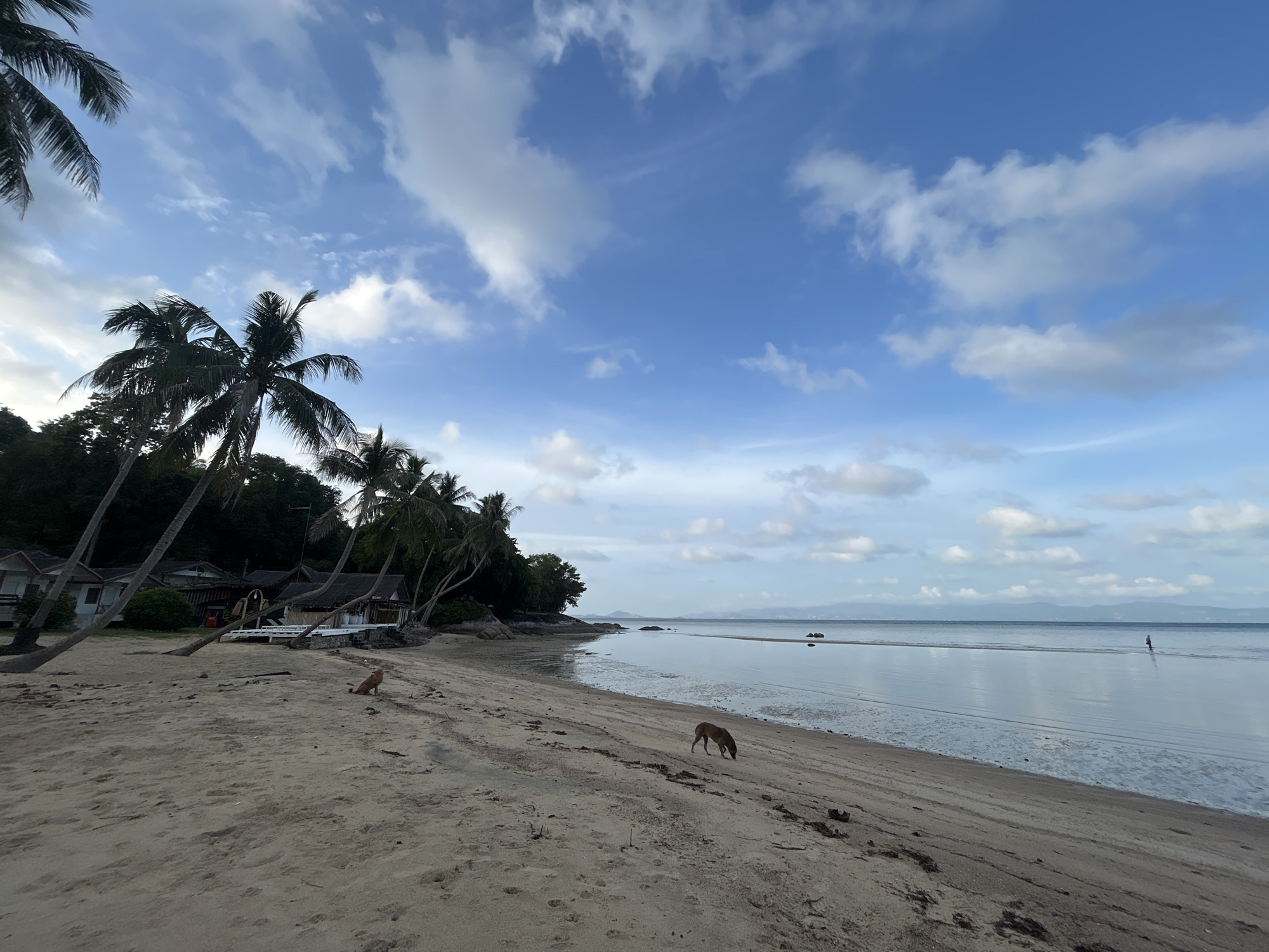 A beach scene in Ko Pha-ngan District, Thailand, features a sandy shore with scattered debris and footprints. Two dogs are visible on the sand; one is standing and looking towards the water, while the other is sniffing the ground. In the background, several small bungalows with thatched roofs are nestled amongst palm trees, some of which lean towards the beach. The calm, shallow water extends to the horizon, where a faint landmass is visible. A lone figure stands in the water in the distance, and a small boat is also present. The sky is a bright blue with scattered white clouds, suggesting daytime.