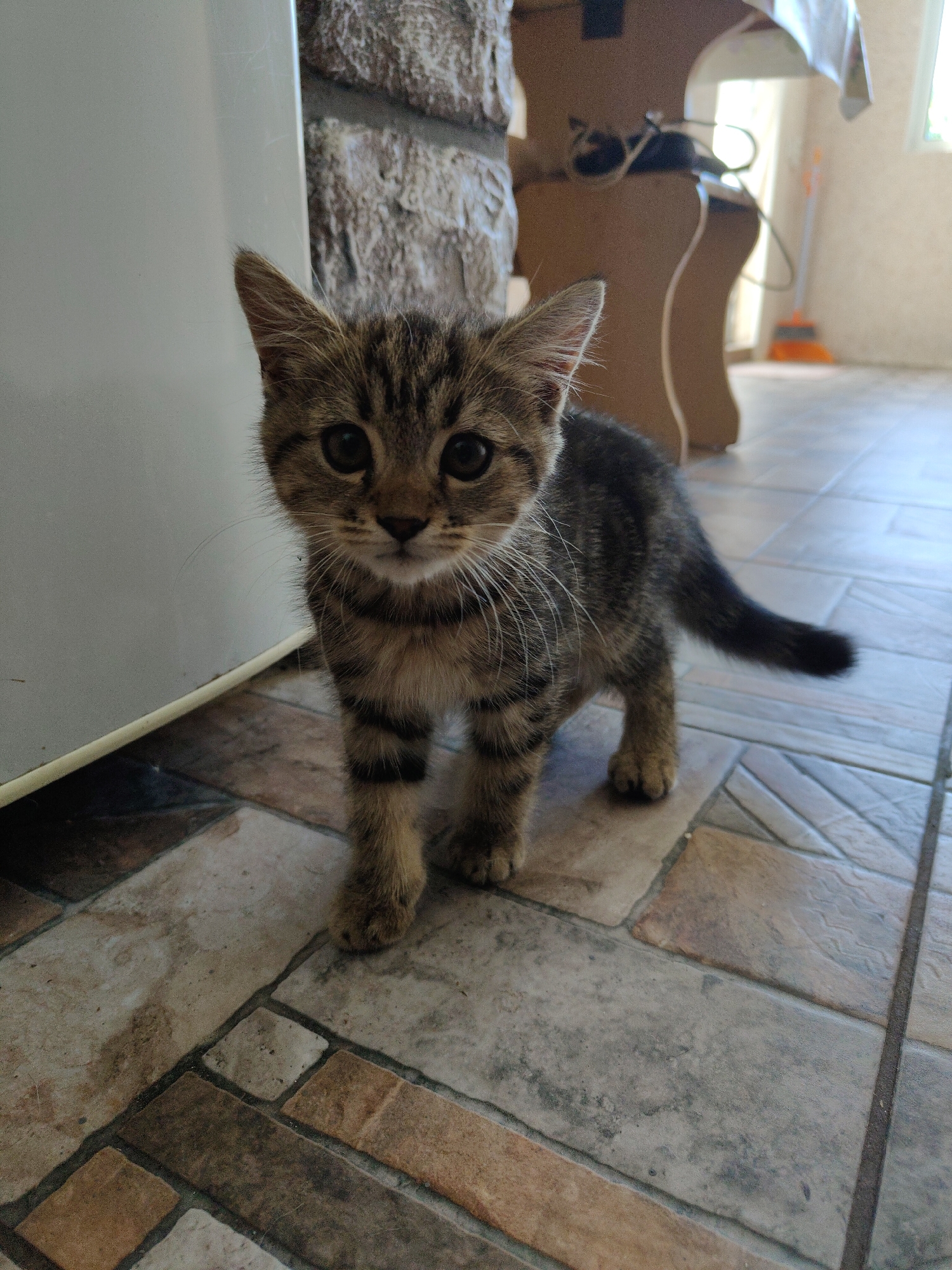 A tabby kitten stands on a tiled floor, looking directly at the camera. The kitten is in focus, with its fur showing distinct stripes and patterns. Its large, dark eyes are wide open. Behind the kitten, a white appliance is visible on the left. The background includes a stone wall, a wooden table, and a window letting in natural light. There is also a broom with an orange handle leaning against the wall in the distance. The floor is covered with rectangular tiles of various earthy tones, including beige, brown, and gray. The environment suggests an indoor setting, possibly a home. The image is captured in Blahodatne, Ukraine.