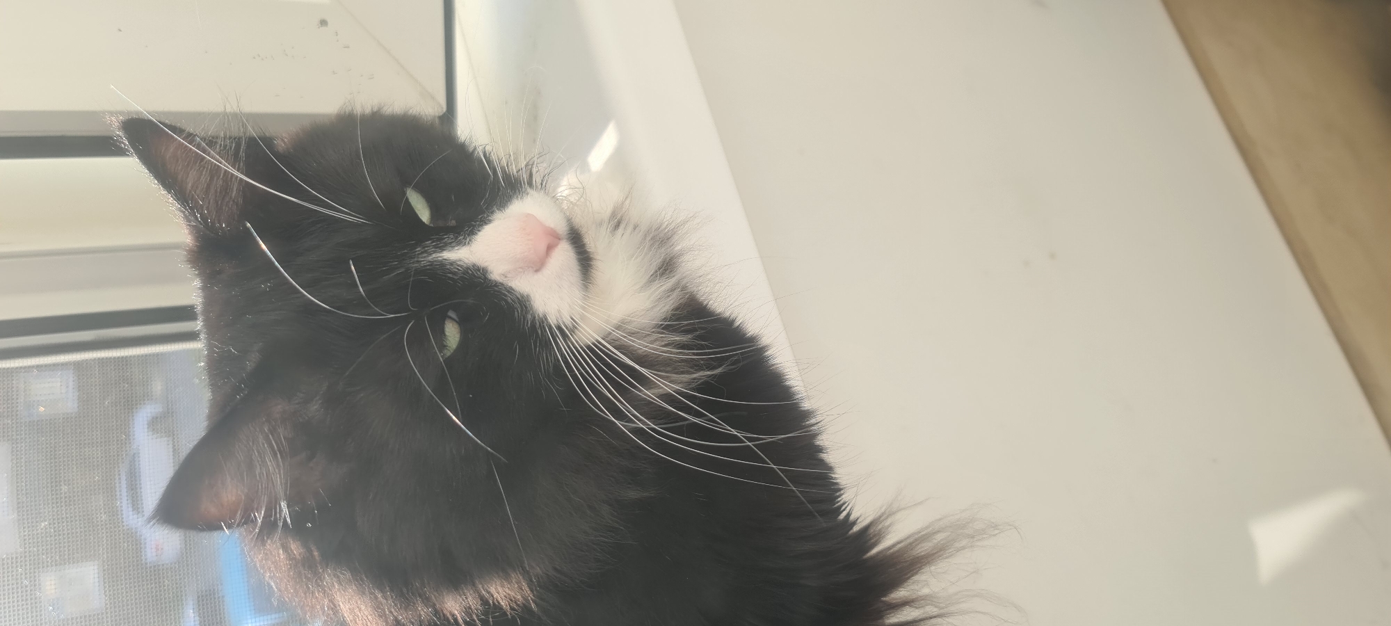 A black and white cat with green eyes sits on a white windowsill, looking downwards. The cat has long, fluffy fur and prominent white whiskers. Sunlight streams in from the window, casting a shadow on the cat's face. Outside the window, a blurred view of a residential area with cars is visible. The scene appears to be an interior shot within a home in Aniva, Russia.