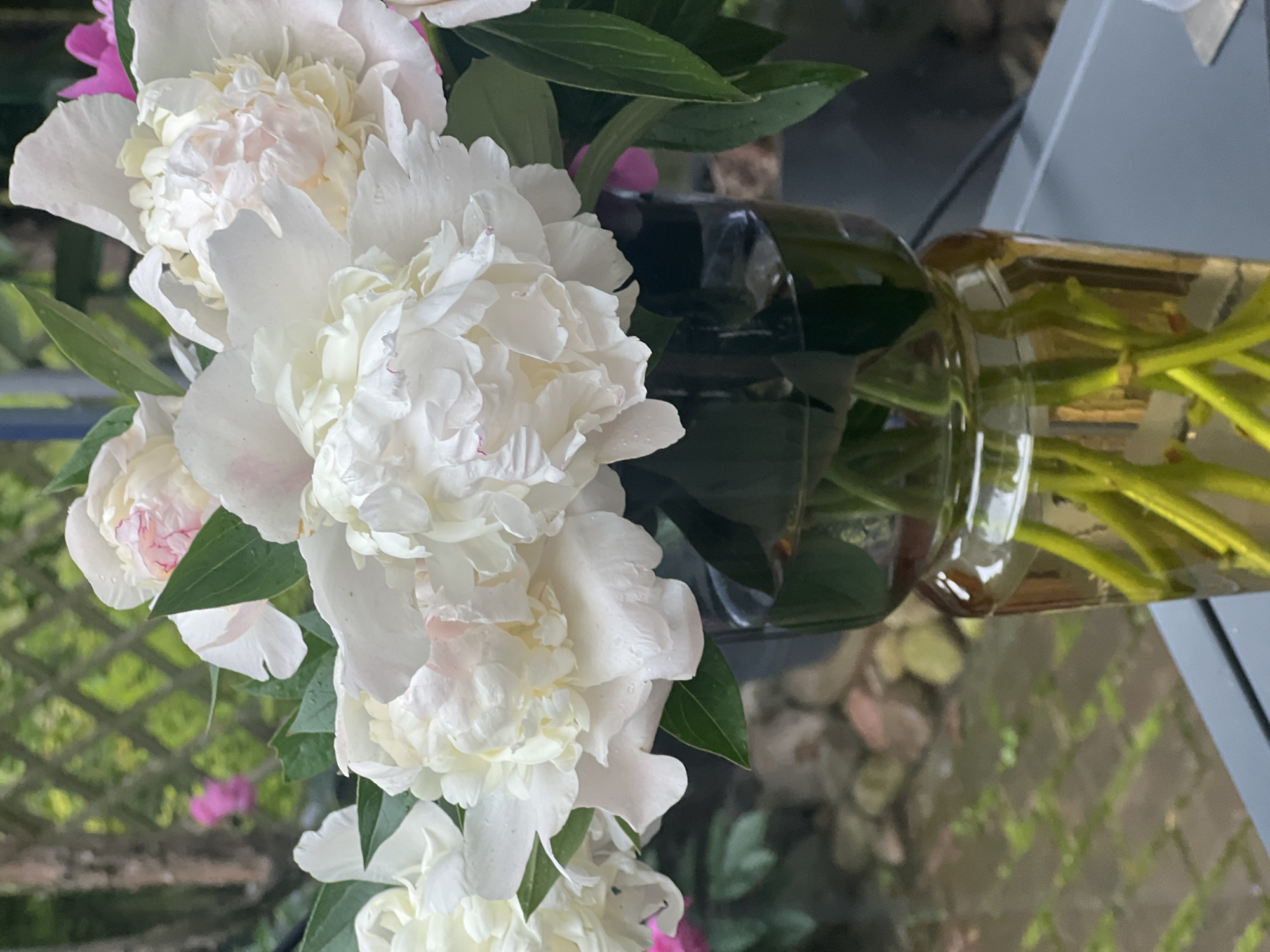 The image shows a close-up of several large, white peony flowers in a vase. The peonies have many delicate, ruffled petals, some with hints of pink. Green leaves are interspersed with the blooms. In the background, a glass vase holds the stems of the flowers, with clear water visible. The vase has a golden hue and is placed on a surface that reflects the surrounding environment. To the left, a glimpse of a lattice fence and green foliage suggests an outdoor setting. A small patch of pink flowers is visible in the blurred background to the left, possibly other peonies or a different type of flower. To the right, a grey surface, possibly furniture or a wall, is visible. The lighting suggests it might be daytime, possibly overcast due to the soft light and lack of strong shadows. The image appears to be taken in Minsk, Belarus, and there is no visible text. The overall impression is one of natural beauty and floral arrangement.