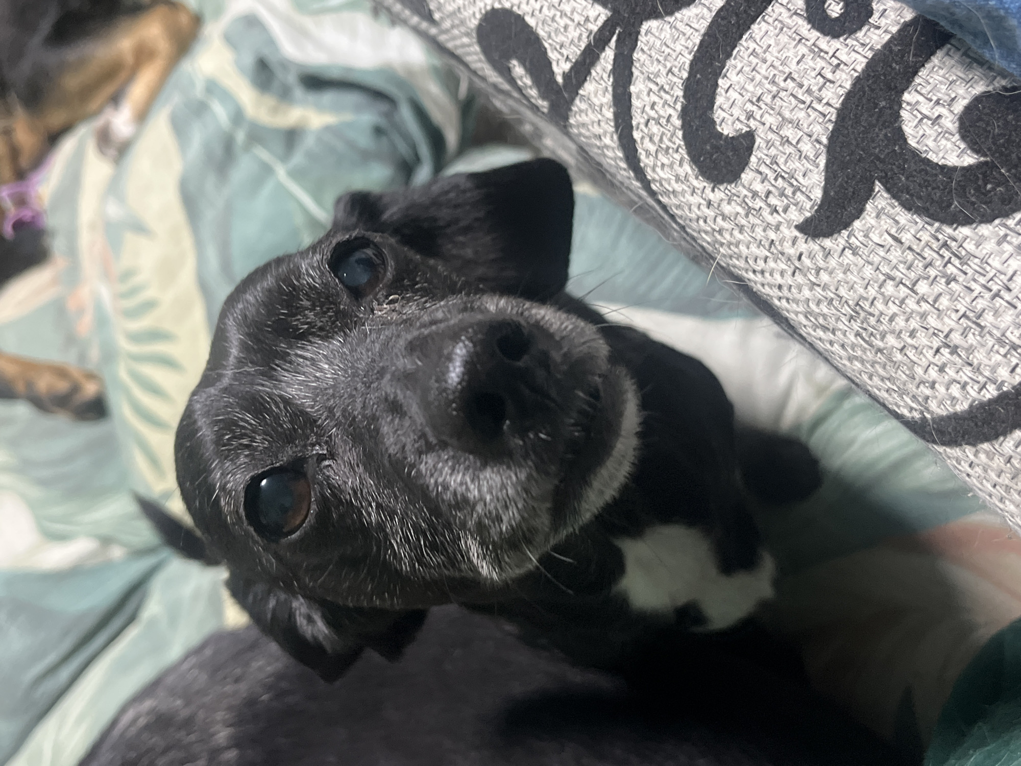 The image shows a close-up of a black dog with white markings on its chest. The dog has brown eyes and appears to be looking directly at the camera. The background is blurred but appears to be a bed or couch with a green and white patterned fabric. A second dog, a tan and brown breed, is visible in the upper right corner of the image, lying down. The scene is indoors, likely in a residential setting. There is no information available about the location in Nizhny Tagil, Russia.