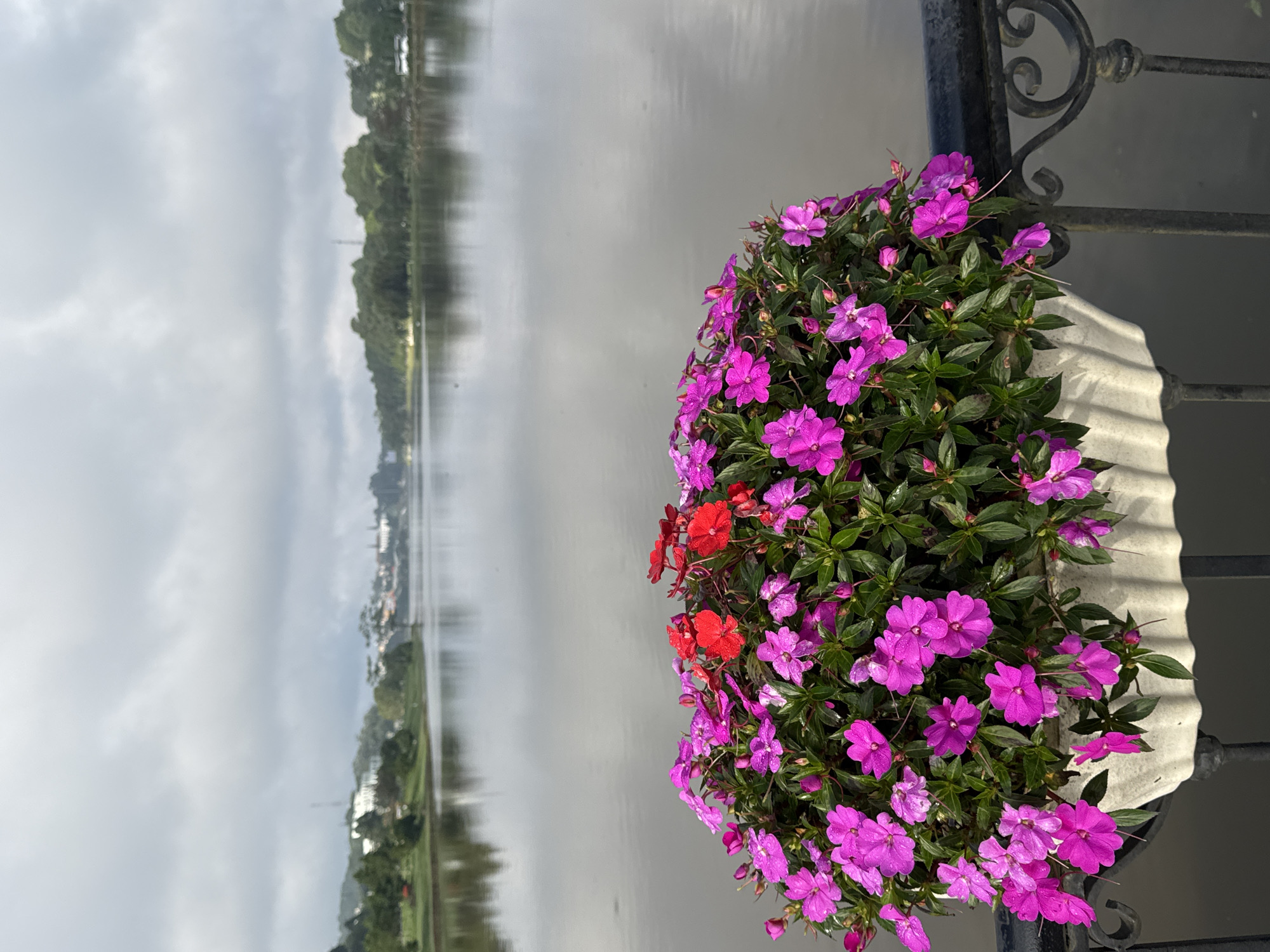 A close-up view of a planter filled with vibrant pink and red impatiens flowers is positioned in the foreground. The planter, made of a textured white material, sits on a black metal railing. Behind the planter, a large, calm body of water reflects the overcast sky and the distant treeline. The far bank of the water is lined with lush green trees, and beyond them, buildings and a tall tower suggest a city or town. The overall atmosphere is serene and slightly muted due to the cloudy weather. This scene is characteristic of Xuan Huong Lake in Da Lat, Vietnam, a popular scenic spot known for its flower gardens and its picturesque lake.