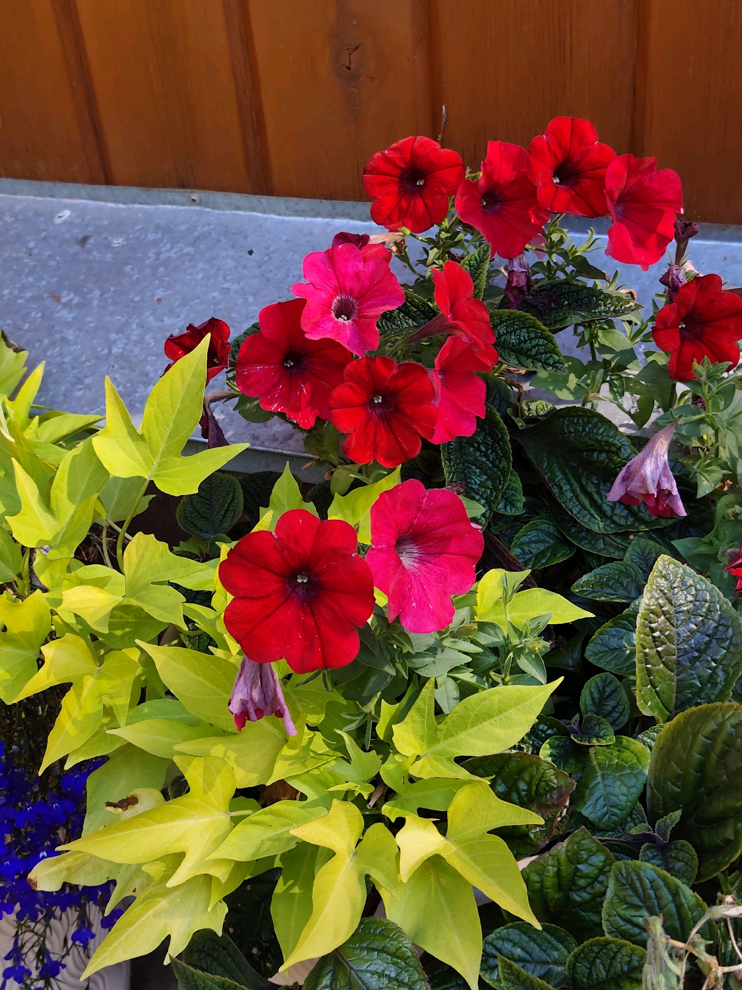 This is a close-up, eye-level, full shot of a flower planter with a wooden background. The planter contains a variety of flowers and foliage, including red petunias, bright yellow-green leaves, and small blue flowers. A weathered wooden surface with vertical planks forms the background. The overall scene suggests an outdoor setting, possibly a garden or patio area. There are no people or animals visible in the image, and no specific details indicate a location in Listvyanka, Russia. The image is well-lit, with the sun casting shadows and highlighting the textures of the plants and wood.