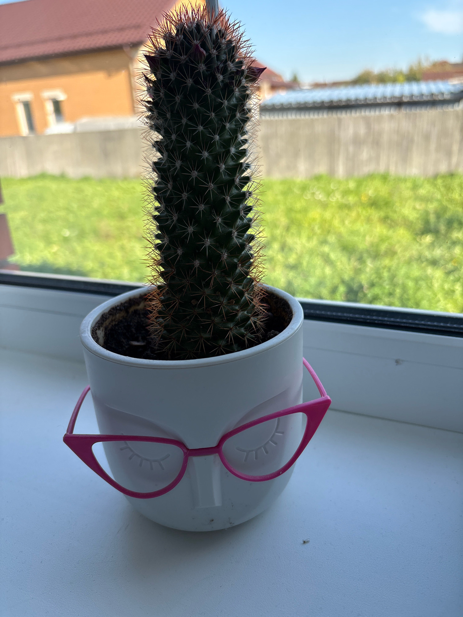 A close-up shot features a tall, spiny cactus in a white, face-shaped planter adorned with bright pink cat-eye glasses. The planter sits on a white windowsill, with a window behind it offering a view of a grassy yard and a house with a reddish-brown roof. The setting appears to be a residential area in Murakino, Russia, given the architectural style of the house and the type of fence visible. The lighting suggests it is daytime, likely late morning or early afternoon, with clear, sunny weather indicated by the bright sky. There are no people or animals visible in the image, and the focus is solely on the cactus and its decorative pot.