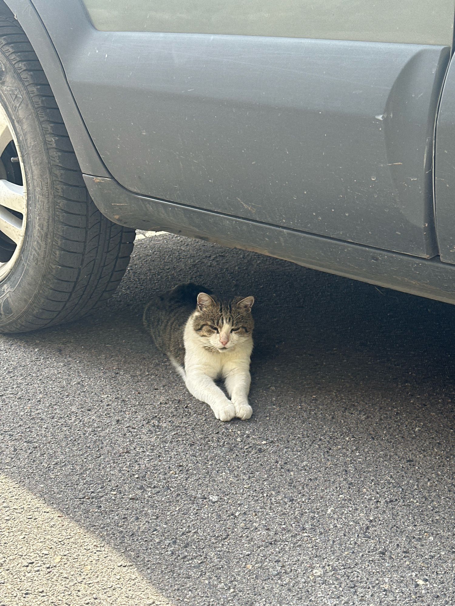A calico cat is lying on an asphalt road, partially shaded by a dark gray vehicle. The cat is resting with its front paws crossed. The vehicle's tire is visible on the left side of the image, and the lower body panel of the car is above the cat. The environment appears to be outdoors, on a street in Khmilnyk, Ukraine. The lighting suggests it is daytime, with sunlight creating a shadow on the road in the lower left portion of the frame.