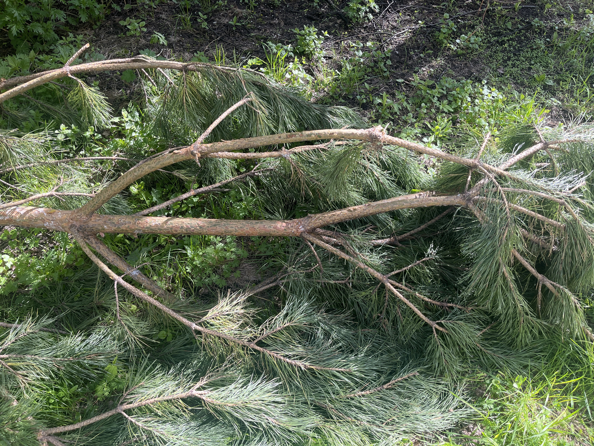 A fallen pine tree branch rests on a grassy surface. The branch is substantial, with numerous smaller offshoots covered in green needles. The ground beneath is a mix of grass and various green plants. A portion of the ground in the upper right corner appears to be bare soil. The scene has natural lighting and is in a natural environment. No people are visible. There is no visible evidence to determine the location is specifically in Novosibirsk, Russia.