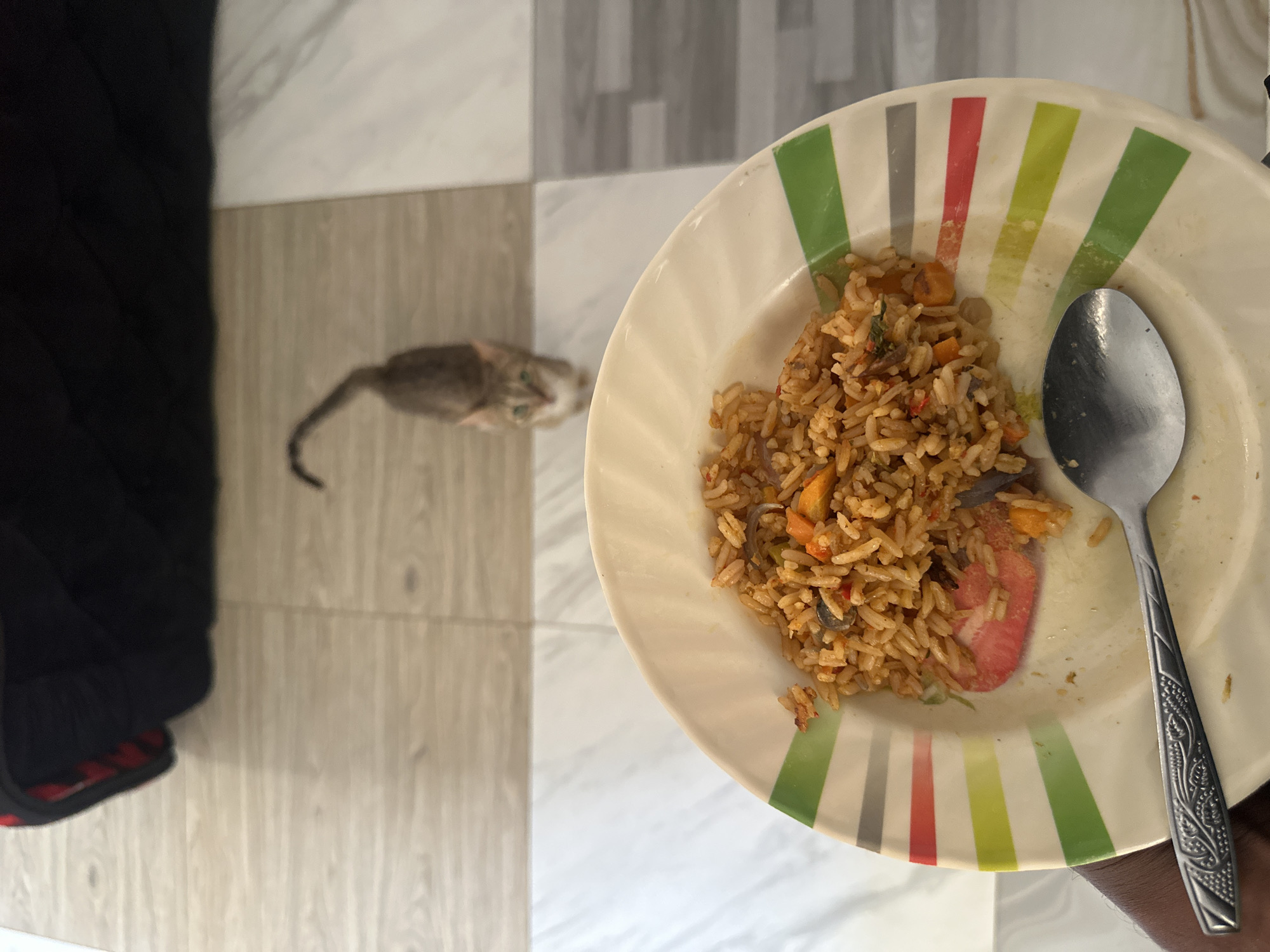 A plate of fried rice with a spoon on a striped plate is visible. Next to the plate on the floor is a small cat. The location is Jos, Nigeria.