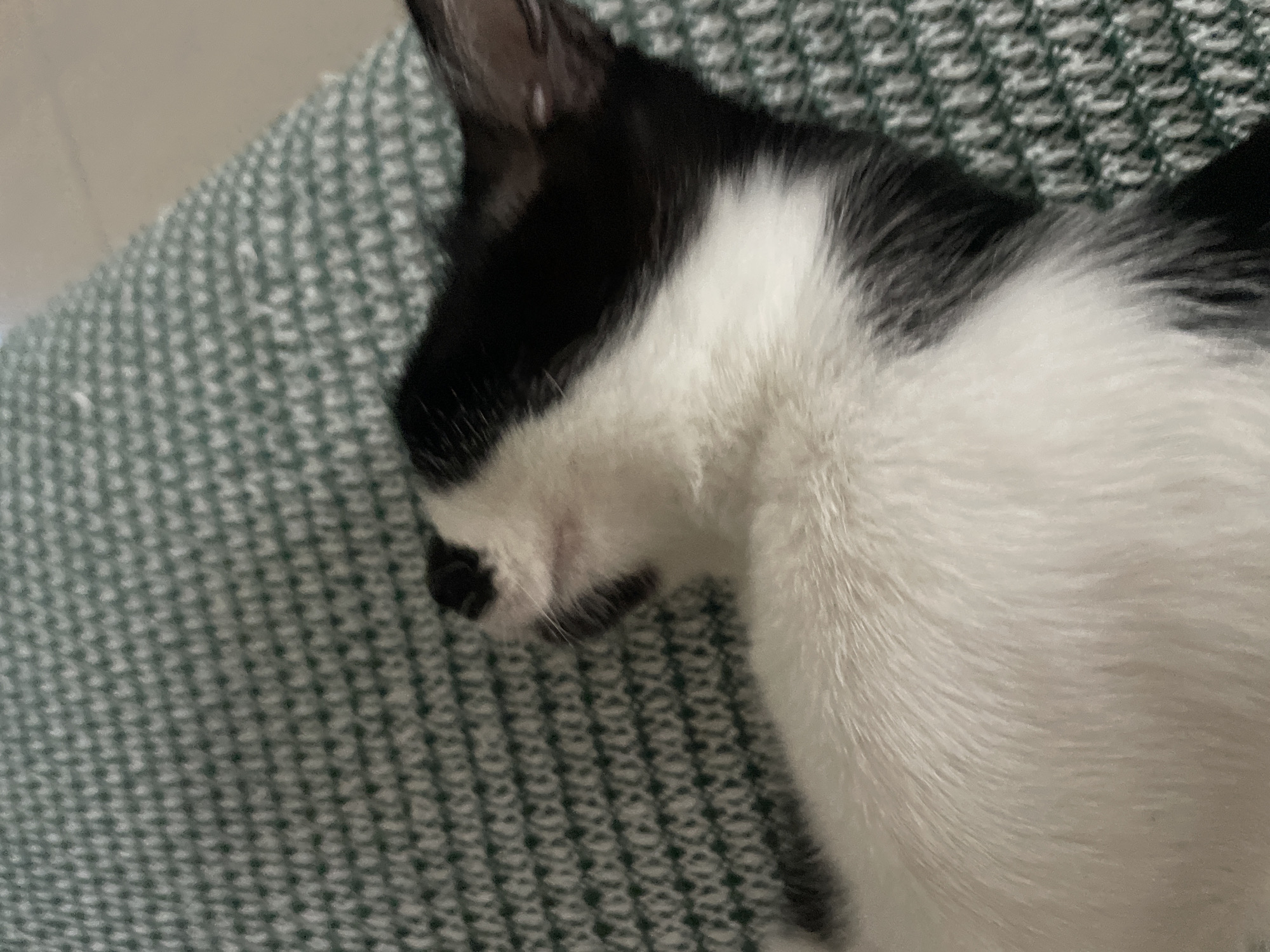 A black and white cat is sleeping on a green and white woven fabric surface. The cat's head is positioned on the left side of the frame. The cat's nose is visible, and its ear can be seen in the upper left of the frame. The location of the image is not discernible from the provided picture.