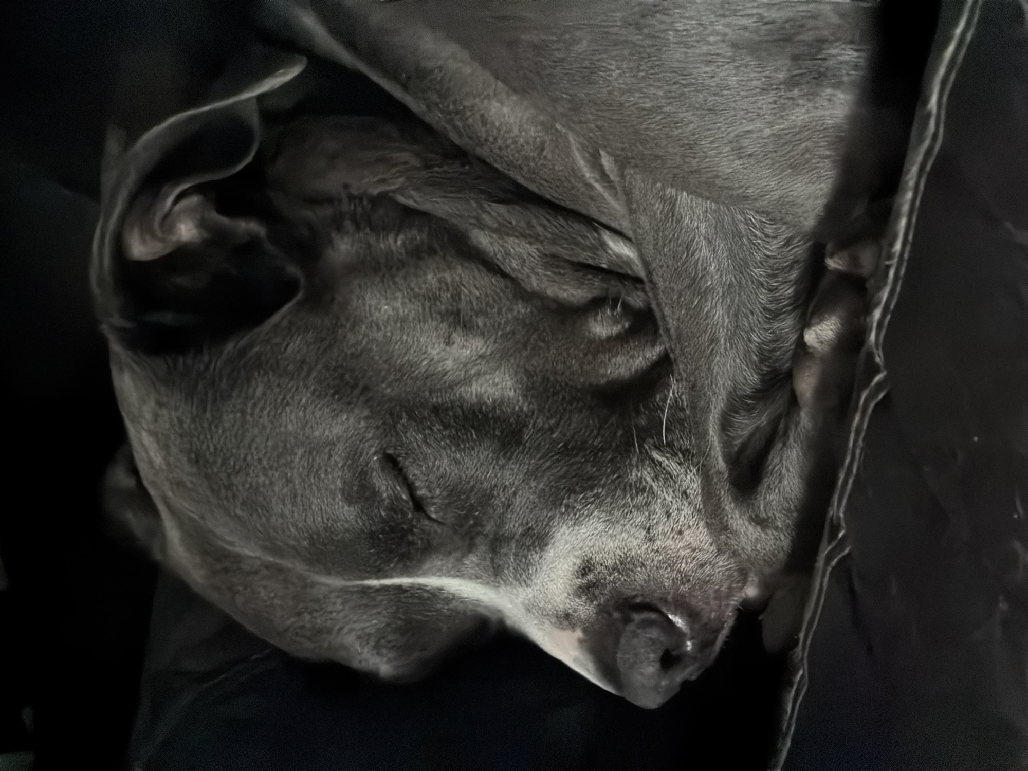 The image shows a grey dog, likely a pitbull or similar breed, sleeping curled up. The dog is resting against a dark material, potentially a blanket or clothing. The setting appears to be indoors, but the specific location within Esch-sur-Alzette, Luxembourg, cannot be determined from the visual information provided. No people or interactions are visible. The dog is the sole subject.