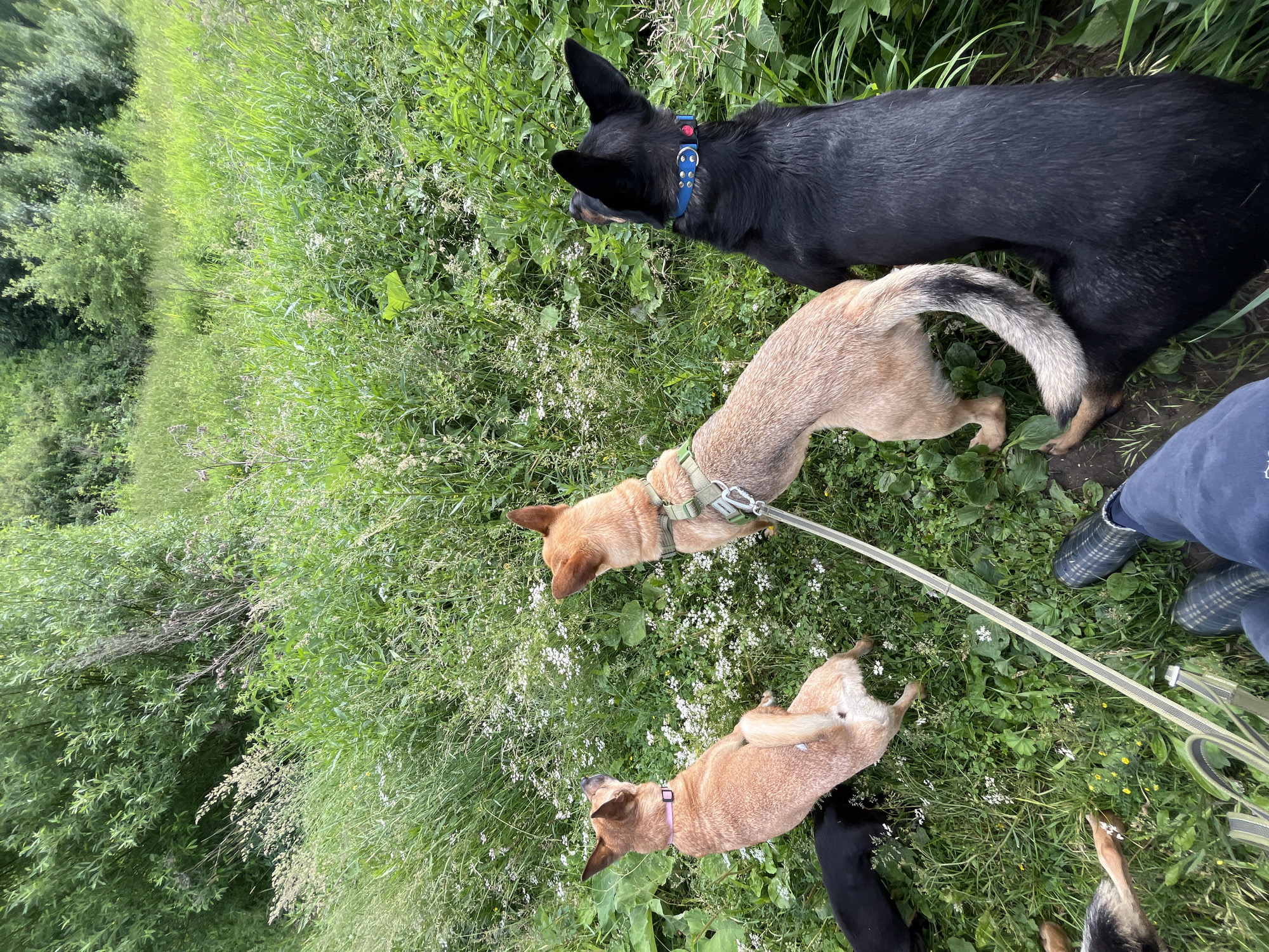 In a grassy field with abundant vegetation, three dogs are the primary subjects. A tan dog with a pink collar is positioned on the left, facing away from the camera and looking towards the green foliage. To its right is another tan dog wearing a green harness, also facing away and gazing into the field. On the far right, a black dog with a blue collar is seen from the back, looking in the same direction as the other two. In the foreground, a person's legs are visible, wearing blue pants and plaid boots. A leash extends from one of the tan dogs, running towards the person. The environment is lush and natural, suggesting an outdoor setting likely in or near the city of Nizhny Tagil, Russia, given the context.