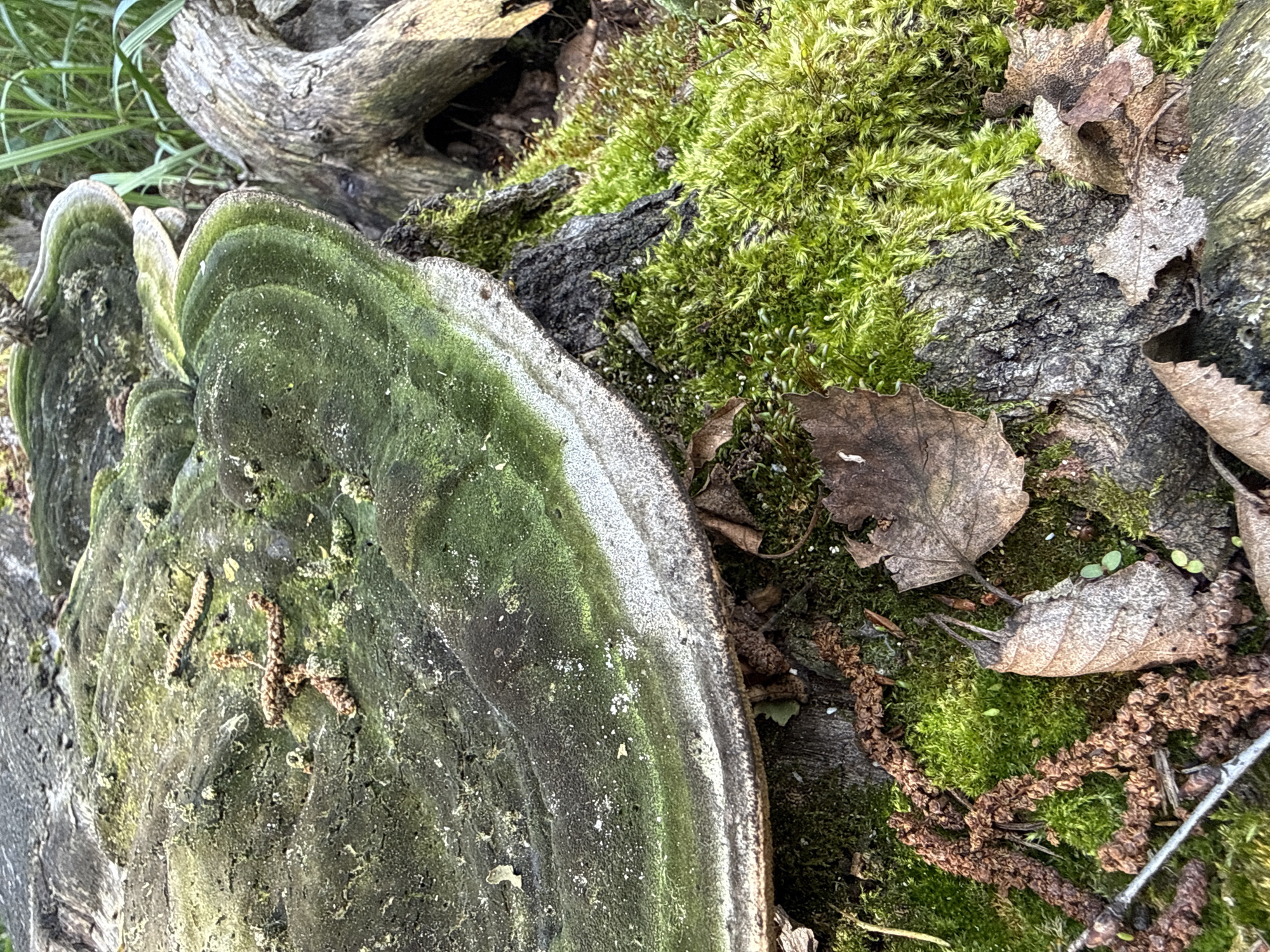 The image shows a close-up of a large, shelf-like fungus growing on a decaying tree trunk. The fungus has concentric rings of green and gray, with a white edge. The surface of the fungus is rough and textured, with some moss and debris on top. The base of the tree trunk is covered in lush green moss, with a few fallen leaves and small twigs scattered around. In the background, out of focus, are blades of tall green grass. The scene appears to be in a natural, outdoor environment, likely a forest or park. There are no people or animals visible in the image. The lighting suggests it is daytime, possibly overcast, as there are no harsh shadows. The overall impression is one of nature reclaiming a fallen tree, with vibrant moss and fungi creating a miniature ecosystem.