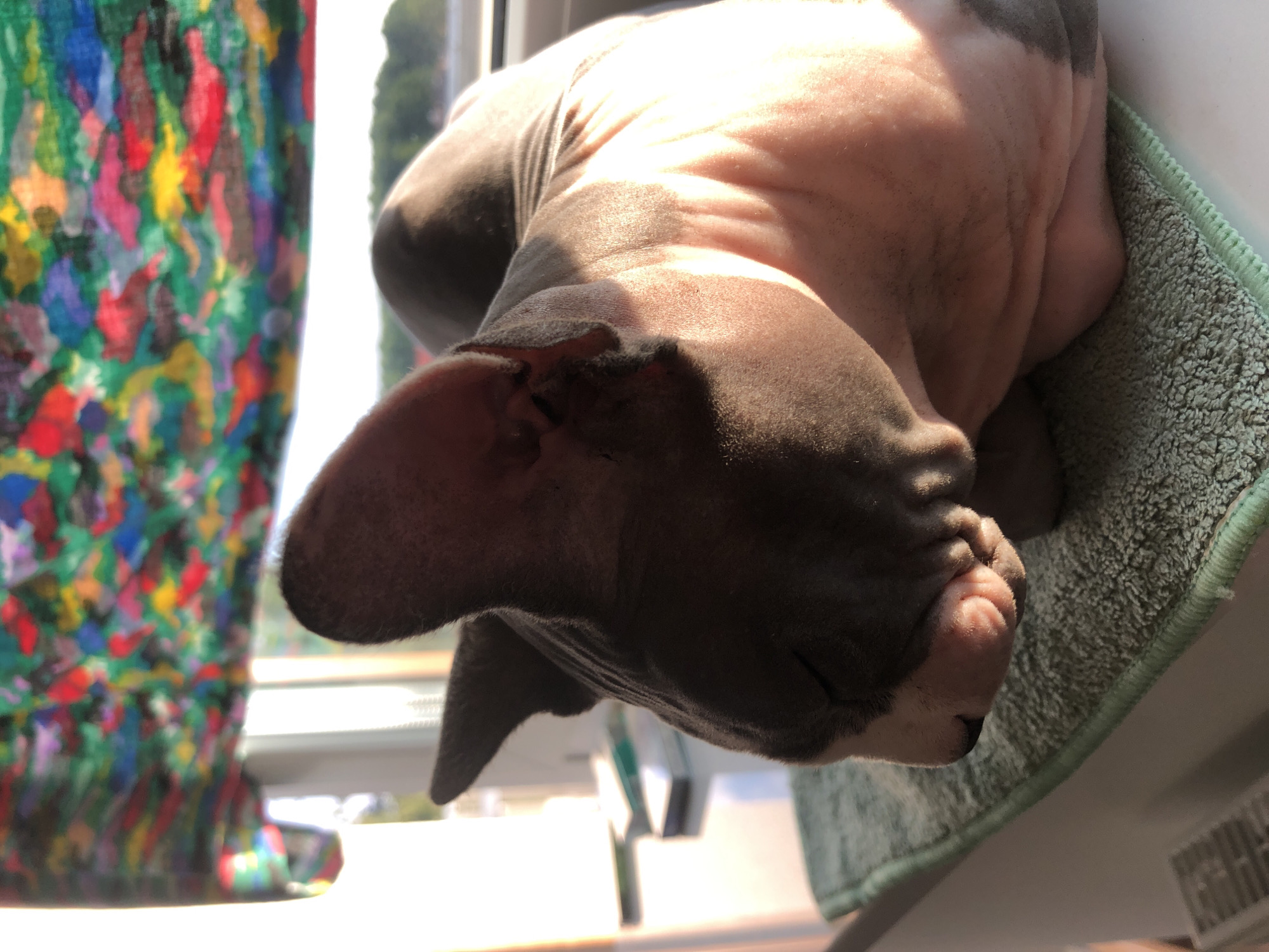 A Sphinx cat is lying on a green towel on a white windowsill, with its eyes closed and its body curled up. The cat's fur is a mix of gray and pinkish-white. Sunlight is casting shadows and highlighting the folds of the cat's skin. Behind the cat, a window shows a blurred view of trees and the sky. Above the window is a colorful, abstract pattern, possibly a curtain or a piece of art. The scene is indoors, likely in a residential setting.