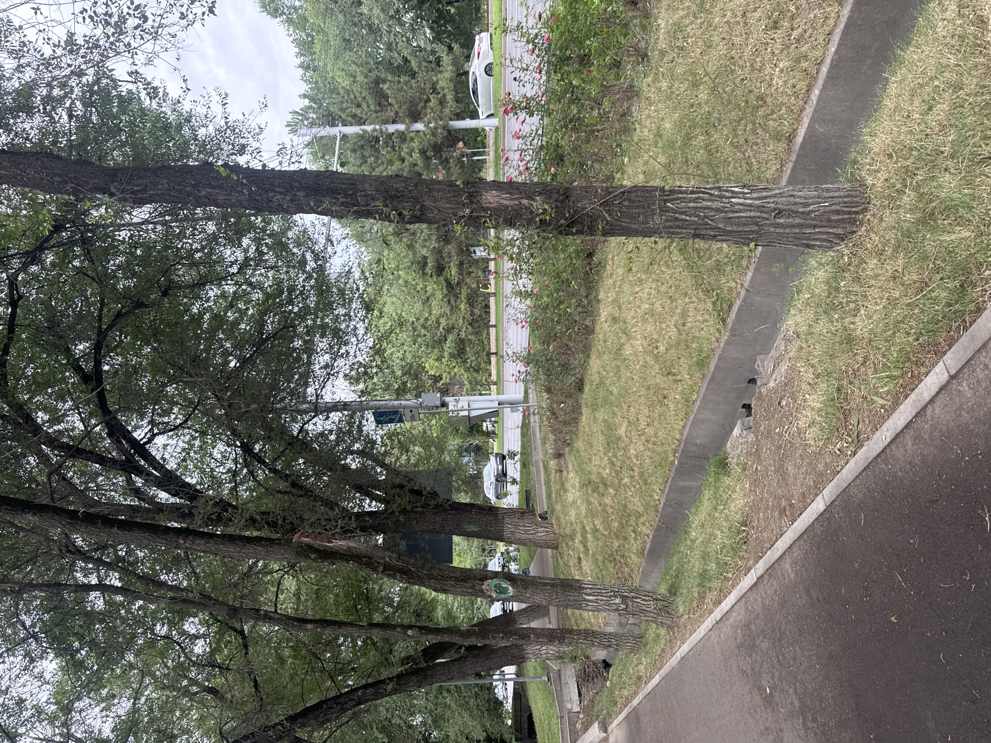 The image depicts a street scene in Almaty, Kazakhstan. The foreground shows a paved walkway with a concrete drainage ditch running alongside it. Several trees with rough bark and green foliage are positioned between the walkway and the street. One tree in the foreground has a circular green marking painted on its trunk. Beyond the trees, a street with two lanes of traffic is visible. Several cars are on the street, including a white sedan and a dark-colored SUV. A row of pink roses and other greenery lines the side of the street. In the background, more trees and buildings are visible under a cloudy sky. The overall impression is a typical urban environment with a mix of natural and man-made elements.