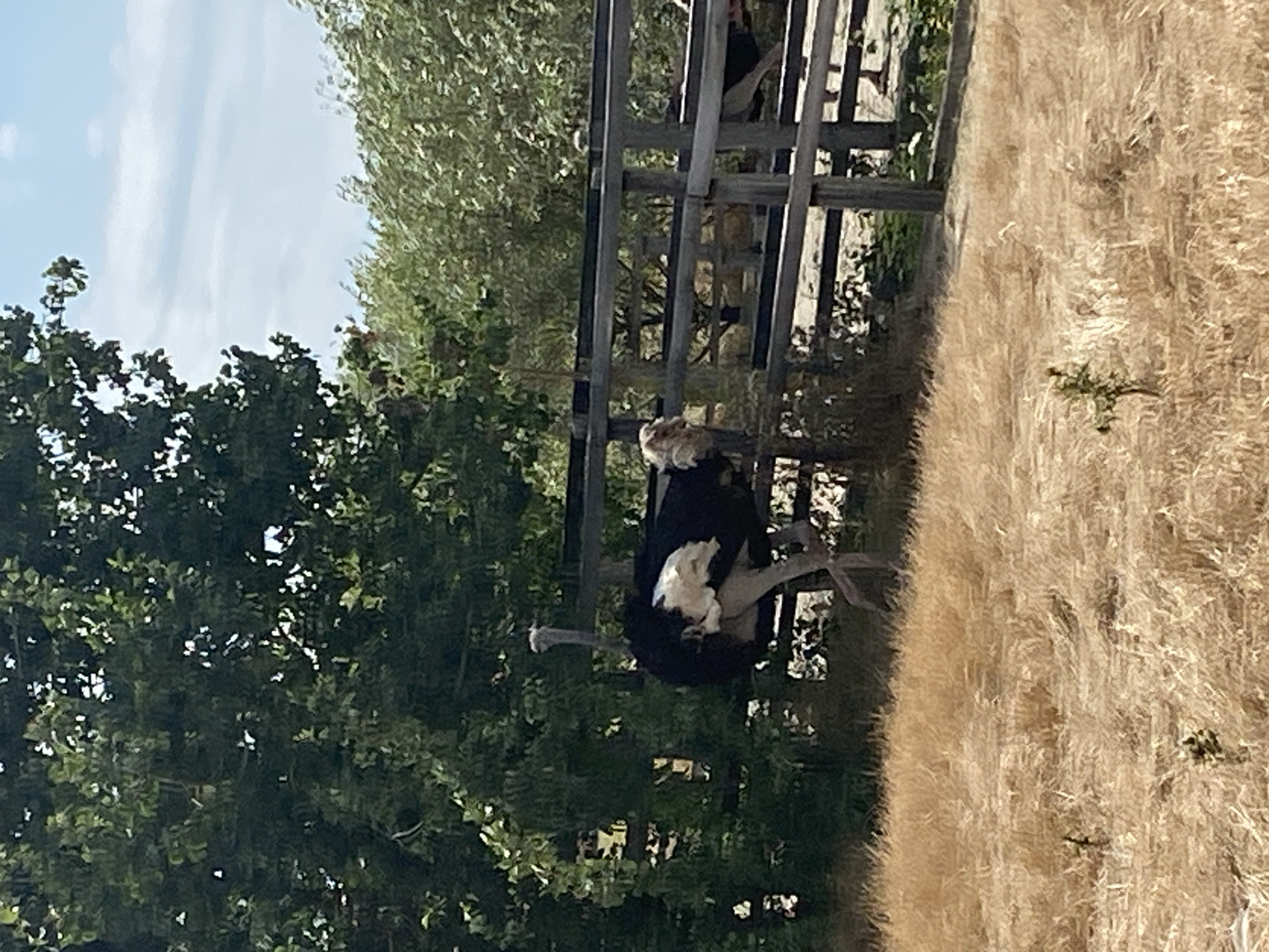 An ostrich stands in a dry, grassy field next to a wooden fence. The ostrich is predominantly black and white, with a long neck and legs. Behind the fence, several other ostriches are visible, as well as lush green trees and foliage. The sky is blue with scattered clouds. The scene appears to be an outdoor enclosure, possibly at a zoo or wildlife park. The image does not contain any specific information indicating the location in Targu Neamt, Romania.