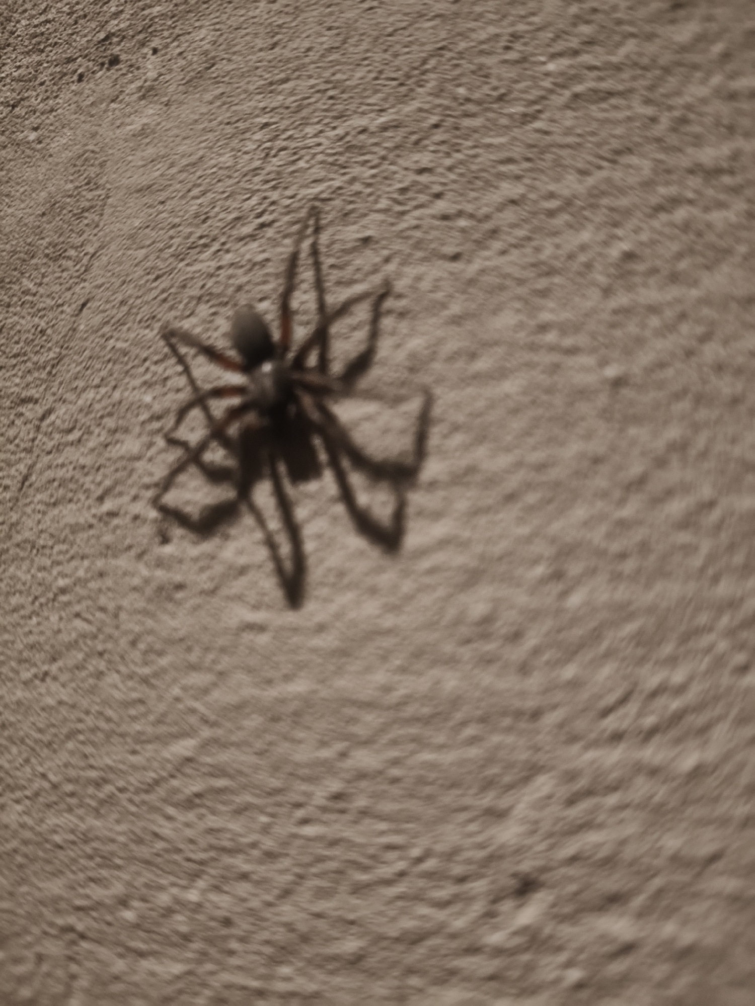 An out-of-focus, sepia-toned image depicts a spider casting a shadow on a textured, sandy-colored wall. The spider is positioned on the left side of the frame, with its legs spread. The wall has a rough, uneven surface, suggesting an outdoor or unfinished indoor environment. The scene is devoid of any human presence or specific landmarks that would indicate its location within Grinăuți, Moldova. The lighting appears to be natural, casting a shadow from the spider.