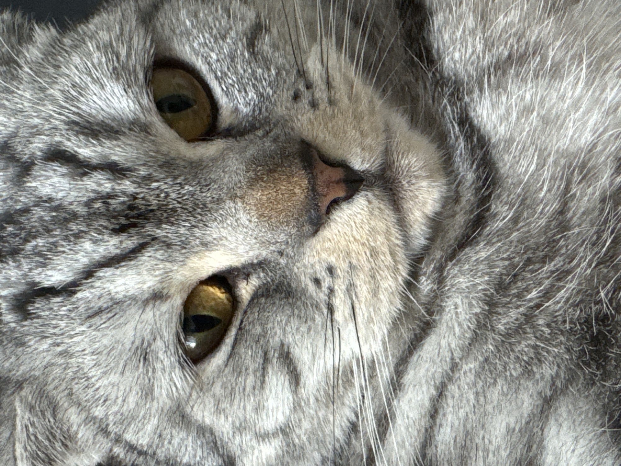 This is a close-up, head-on photograph of a tabby cat. The cat has grey fur with darker grey stripes. Its eyes are a golden-yellow color, and its nose is pink. The whiskers are white and prominent. The background is dark and out of focus, making the cat the sole subject of the image. There are no indications of the city of Kazan, Russia, or any other specific location, people, or actions.