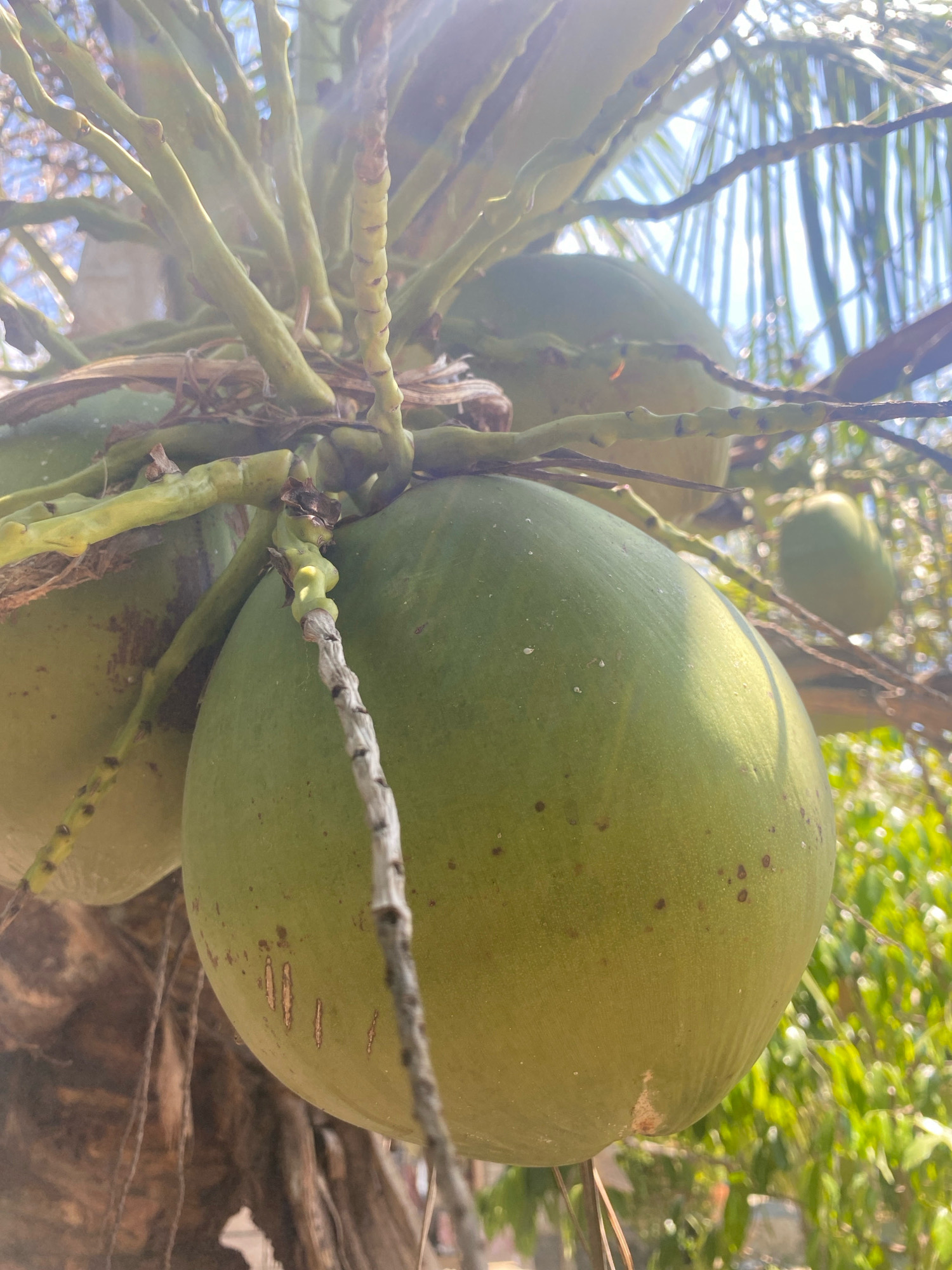 A close-up, eye-level shot captures a cluster of young green coconuts hanging from a tree in Mandaong, Indonesia. The foreground is dominated by a large, smooth coconut, its surface a soft green with small brown speckles. Sunlight illuminates the coconut from the left, casting a gentle shadow and highlighting its rounded form. Behind it, more coconuts are visible, some partially obscured by the green fronds and woody stalks of the palm tree. The background is a blur of green foliage and bright blue sky, with a distinct bokeh effect. The image conveys a sense of tropical abundance and the natural beauty of the Mandaong environment.