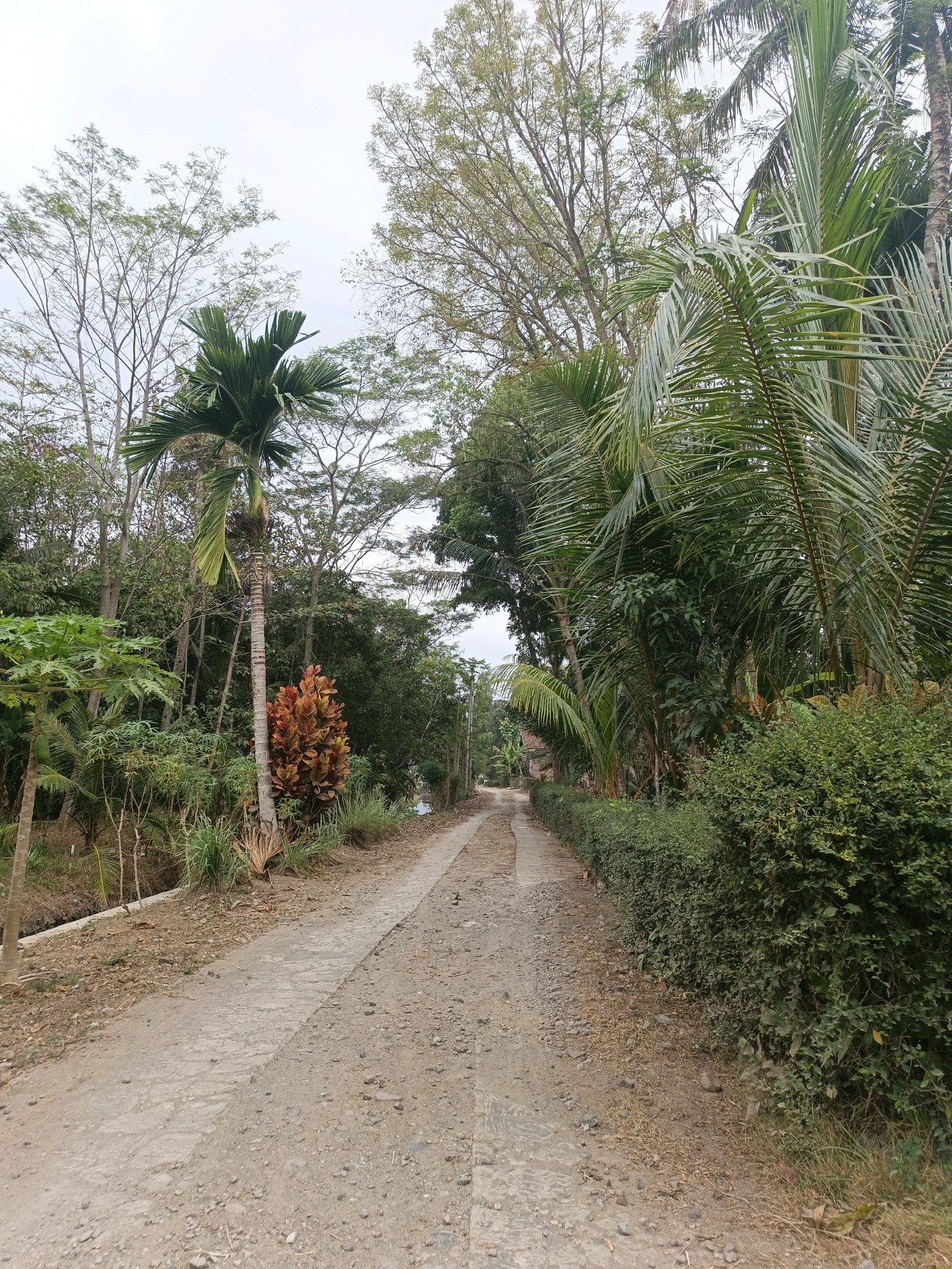 The image depicts a narrow, unpaved road winding through a lush, tropical environment. The road surface is a mixture of dirt and scattered stones, with concrete slabs embedded in places. On the left side of the road, dense vegetation thrives, including palm trees, leafy plants, and tall grasses. A notable feature is a vibrant red-leaved plant near a tall, slender palm tree. Further down the road on the left, what appears to be a small building with a reddish-brown roof is partially visible amongst the trees.
The right side of the road is bordered by a neatly trimmed, dense green hedge that extends into the distance. Behind the hedge, more trees and foliage are visible. The sky is overcast, suggesting a cloudy day. The overall impression is of a rural or semi-rural area in Sidomukti, Indonesia, characterized by abundant plant life and a simple, unpaved road. There are no people or animals present in the image.
