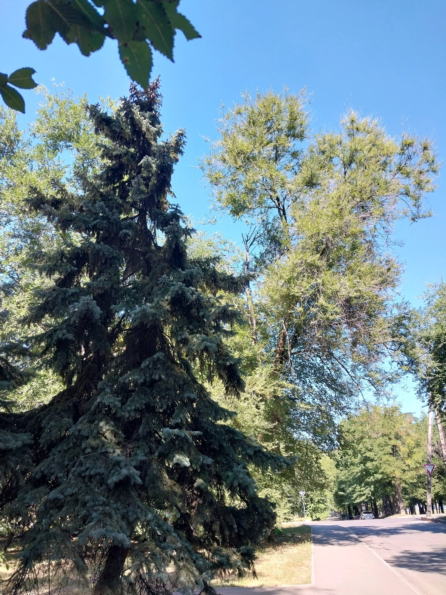 The image depicts a sunlit street lined with trees in the city of Dnipro, Ukraine. On the left side of the frame, a large, dark green spruce tree dominates the foreground, its branches cascading downwards. To the right of the spruce, another deciduous tree with lighter green foliage stands tall against a clear blue sky.
The street itself is paved and appears to be a road with a sidewalk on the left. Several cars are visible parked or driving along the road in the distance. The background is filled with a dense canopy of trees, suggesting a park or a tree-lined avenue. A triangular yield sign is visible on a pole on the right side of the road. The overall impression is that of a peaceful, urban environment on a bright, sunny day.