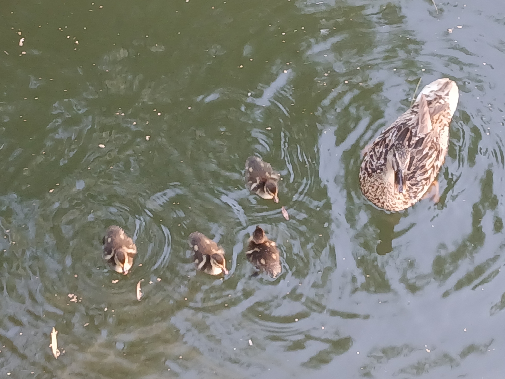 A female mallard duck swims in green, slightly rippled water, followed by four ducklings. The ducklings are dark brown and mottled with lighter brown markings. One duckling is closest to the adult duck, and the other three are clustered together in a line to the left of the adult. The water surface is speckled with small, bright reflections. There is a thin, light-colored stick or piece of debris floating on the water to the left of the ducklings. The scene is likely in a natural body of water within the city of Cherkessk, Russia, such as a park pond or river.