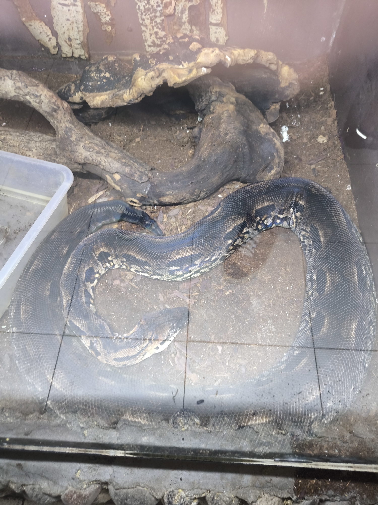 A large, dark-scaled snake is coiled on a tiled surface in an enclosure. The snake has a patterned body with shades of black, brown, and some lighter markings, including hints of blue. To the left of the snake, a clear plastic container is visible. The background consists of dirt, wood, and a textured wall. The scene appears to be indoors, possibly a zoo or a pet shop. There is no information or visual evidence in the image to suggest it is located in the city of Yerevan, Armenia.