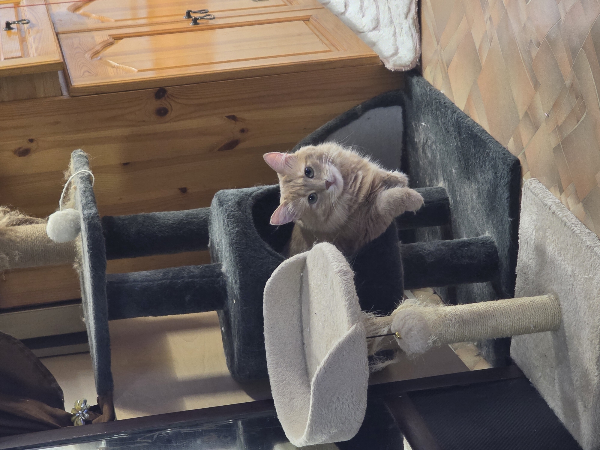 A light-orange cat with green eyes is lying in a gray cat tree. The cat tree is in front of a wooden cabinet and a wall with an abstract diamond pattern. A white cushion is attached to the cat tree. The location is unknown and unidentifiable.