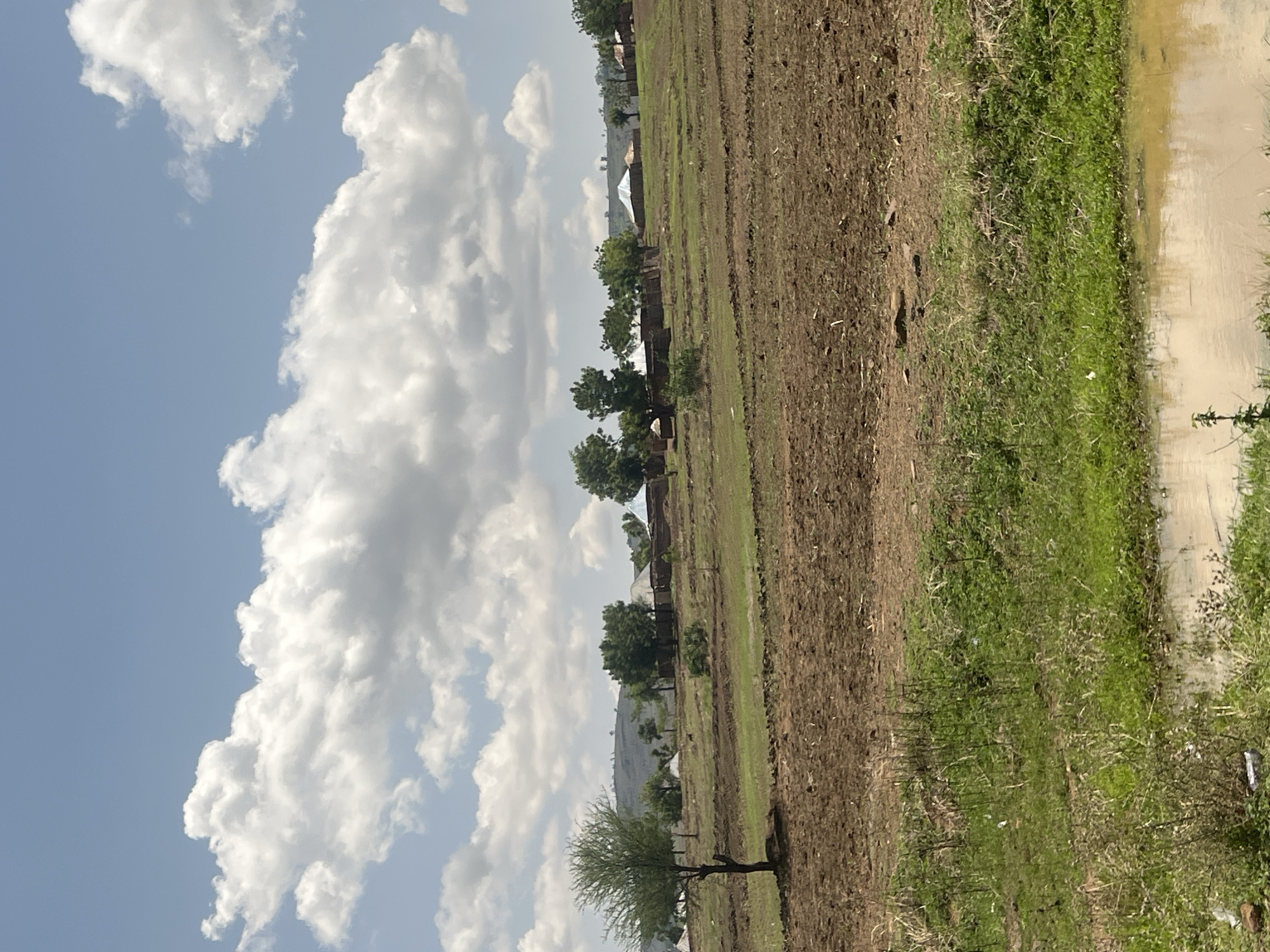 The image depicts a rural landscape in Chum, Nigeria, under a bright blue sky partially covered by large, white cumulus clouds. In the foreground, a substantial area of brown, freshly tilled earth dominates, with patches of vibrant green grass and vegetation growing in between and along the bottom edge. A small, muddy pond is visible in the lower right corner, reflecting a lighter sky. Scattered light-colored debris is present within the green growth and near the pond.
In the midground, a solitary tree with sparse green foliage stands prominently on the left. Further back, a village settlement is visible, comprising multiple traditional structures, likely homes, characterized by circular or rectangular bases and conical or low-pitched roofs, some appearing to be made of corrugated metal. These structures are interspersed among numerous green, leafy trees across rolling terrain. A small, dark animal, possibly a dog or goat, is faintly visible moving in the distance between the solitary tree and the village. The background features distant hills or mountains under the cloudy sky. The scene suggests an agricultural community in a natural, hilly environment.