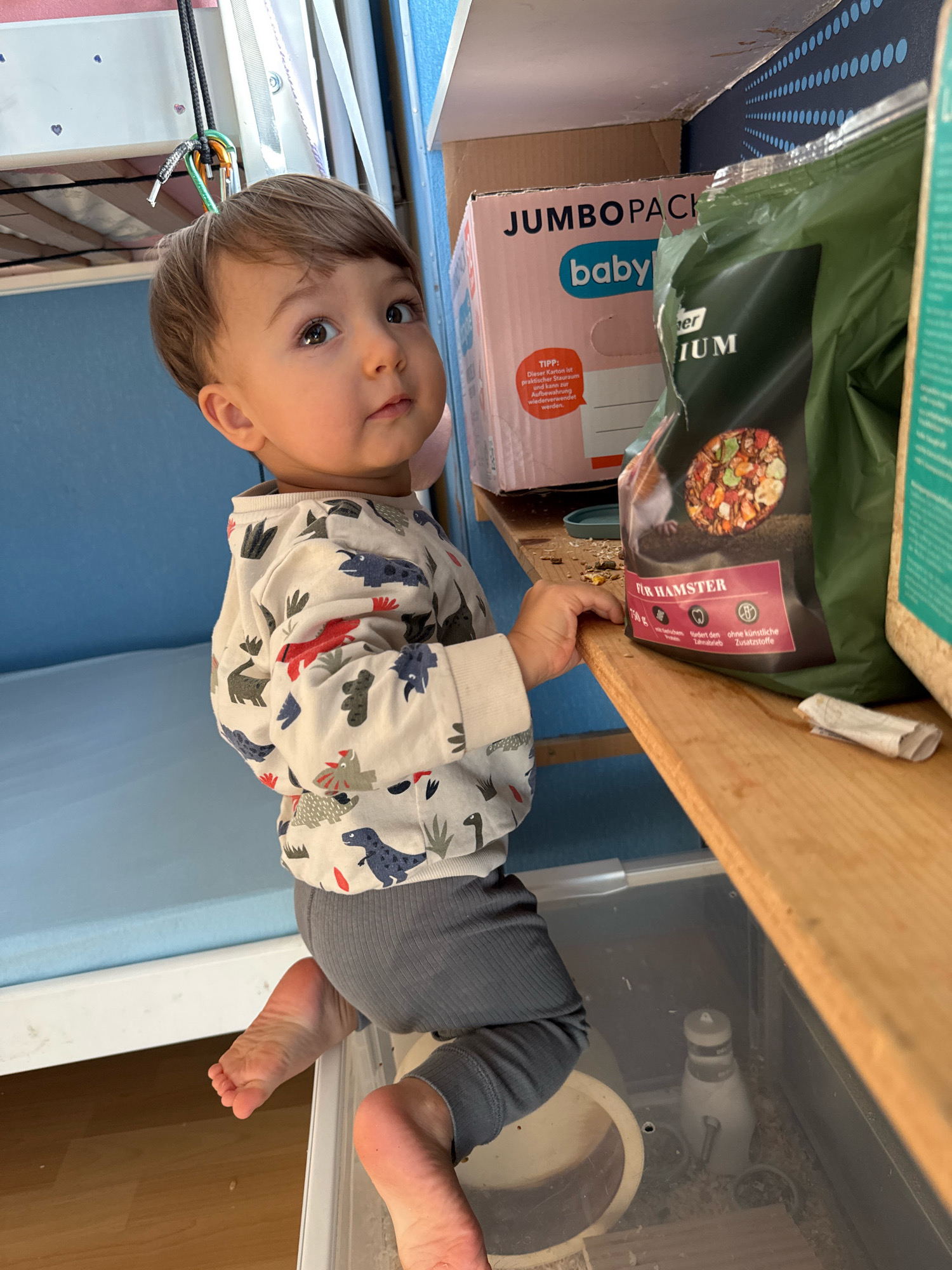A young child with brown hair and big eyes is hanging onto a wooden shelf, with their feet extended downwards. They are wearing a long-sleeved shirt with a dinosaur print and gray leggings. On the shelf are several items, including a box labeled "JUMBO PACK babyblu" and a large bag of hamster food. The background includes a blue surface, possibly a bed or wall, and part of a bunk bed structure with climbing ropes attached. The scene appears to be indoors, possibly in a bedroom or playroom. The child's pose suggests they are climbing or exploring the shelf. There are no visible elements that directly indicate a specific location in Überherrn, Germany.